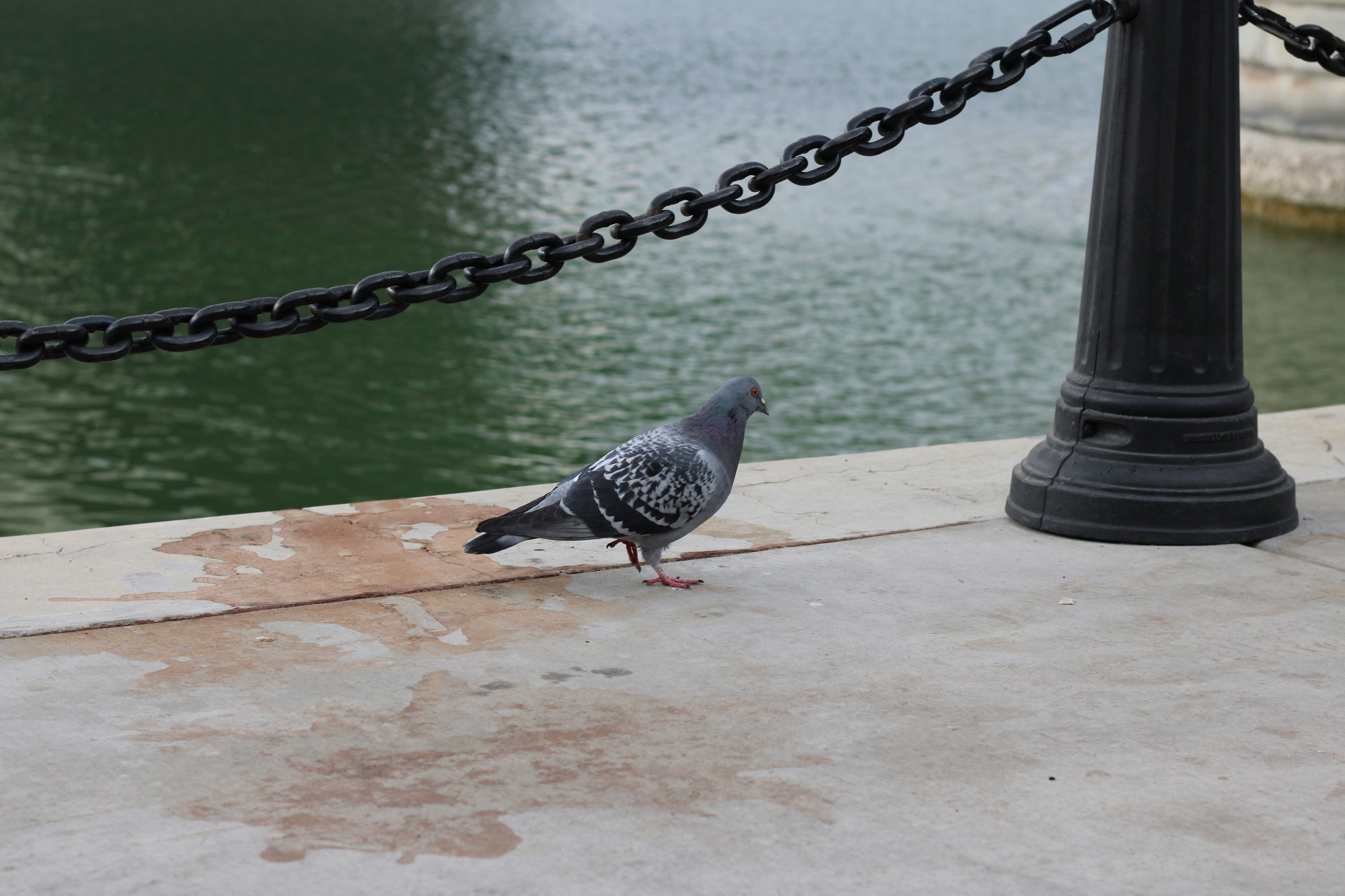 A pigeon stands on a concrete path near water.