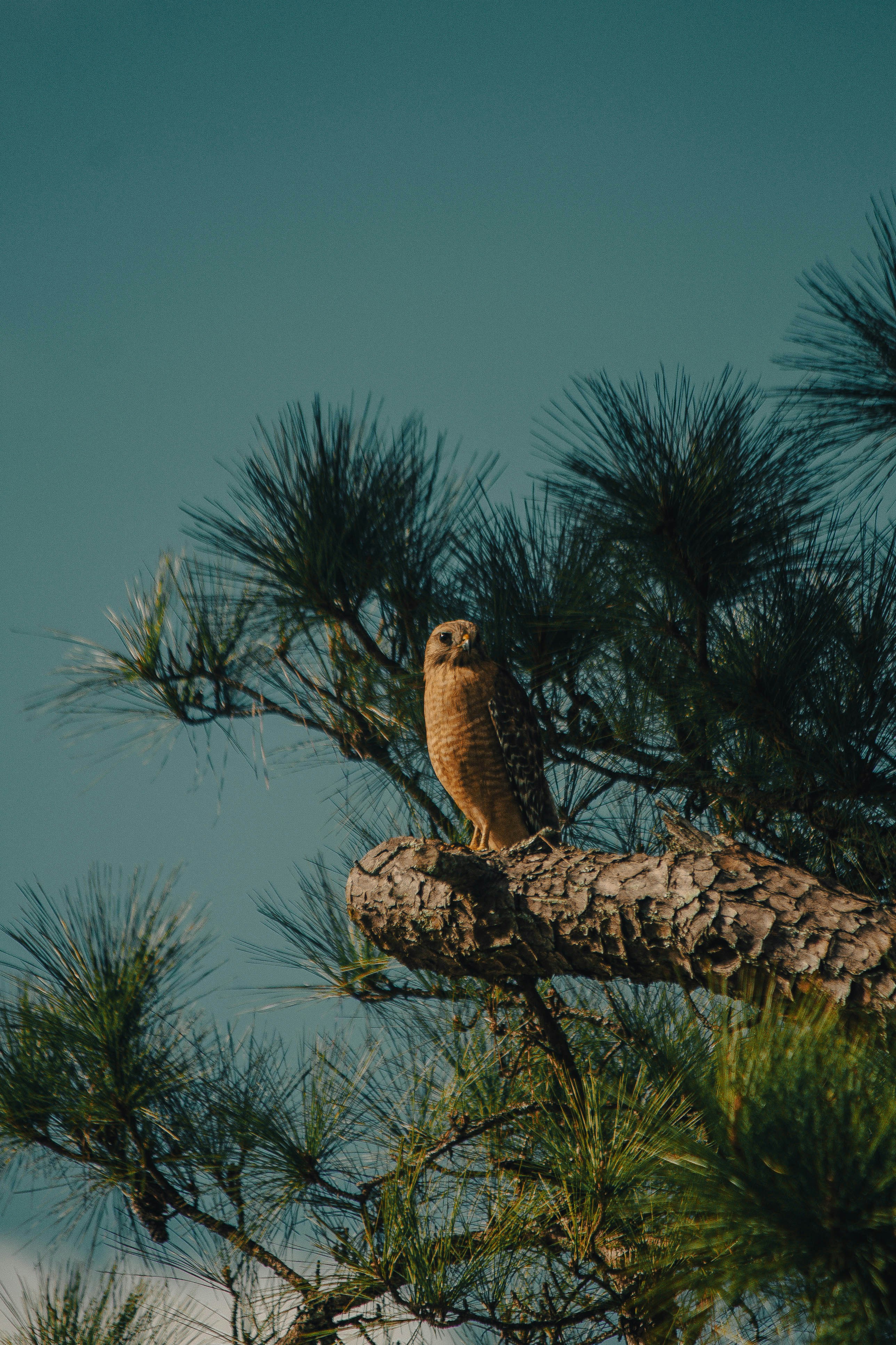 Photo by oilbird_productions