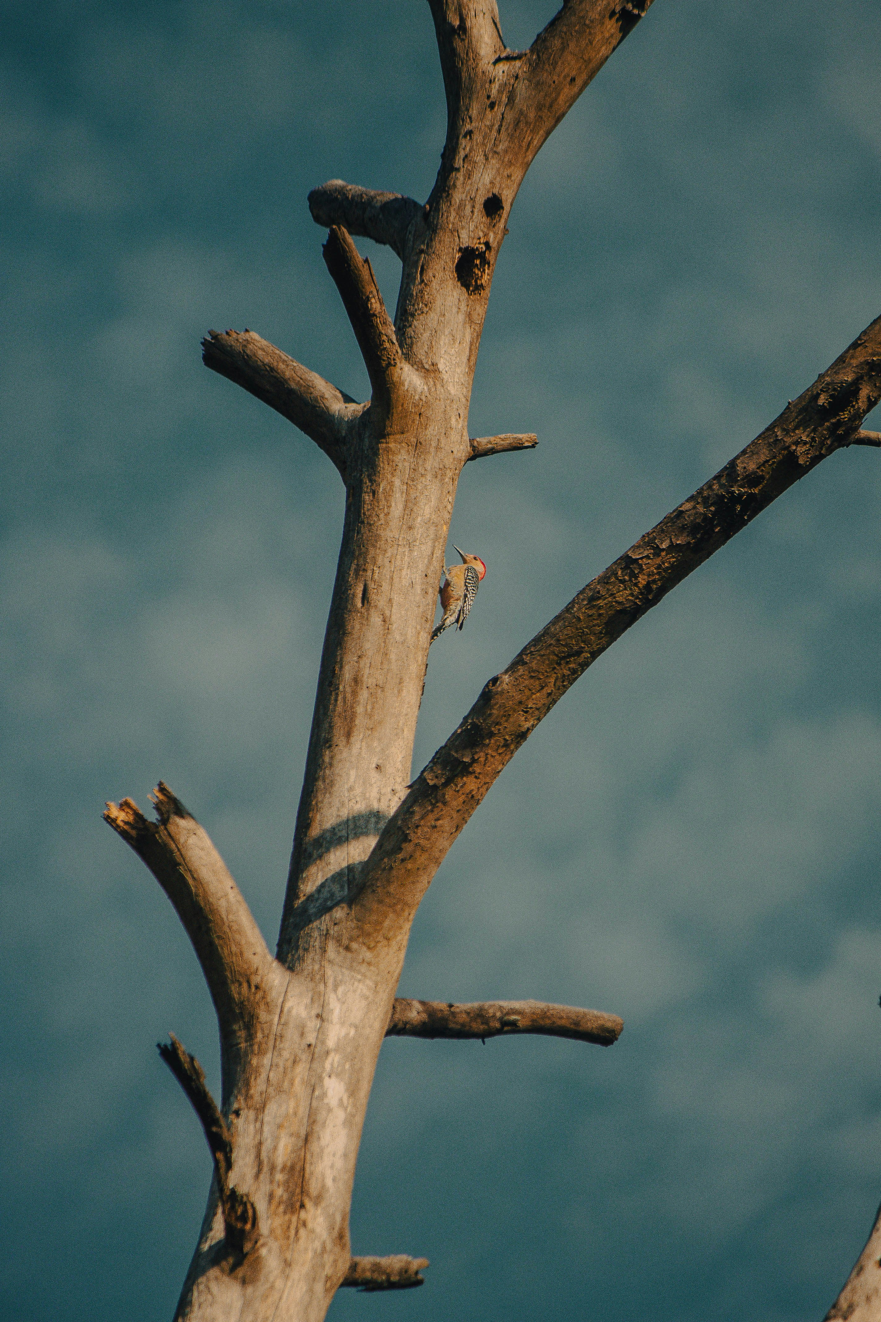 Photo by oilbird_productions