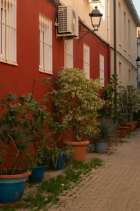 Potted plants line a red wall on a cobblestone path.