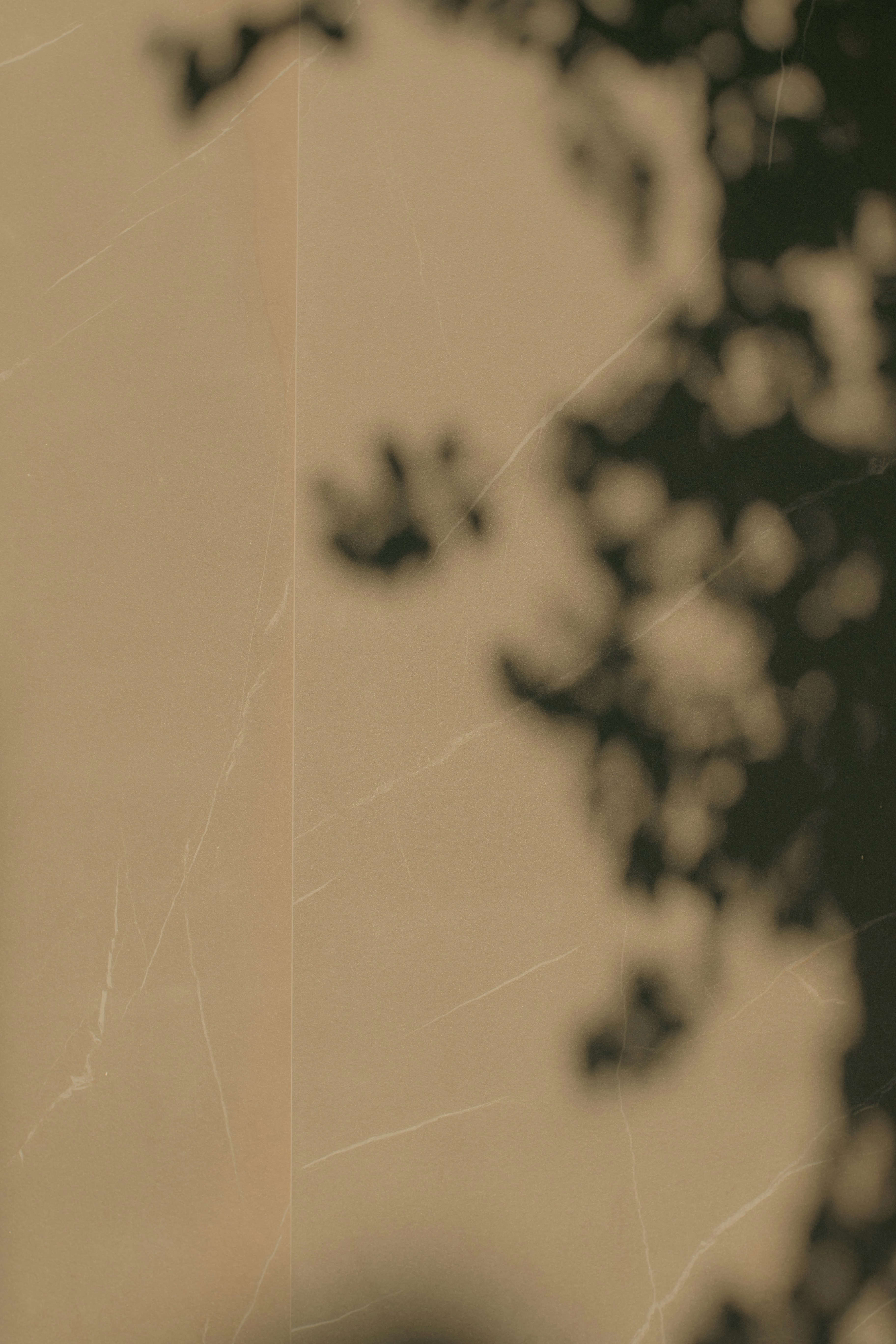 Bugün öğrendim ki: Kayıp Prensler Projesi'nin...