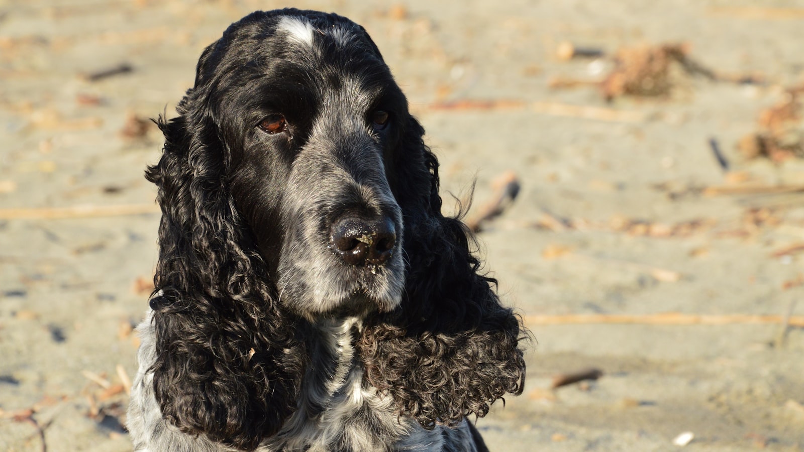 Feeding a Cocker Spaniel: Diet, Portions, and Mistakes to Avoid