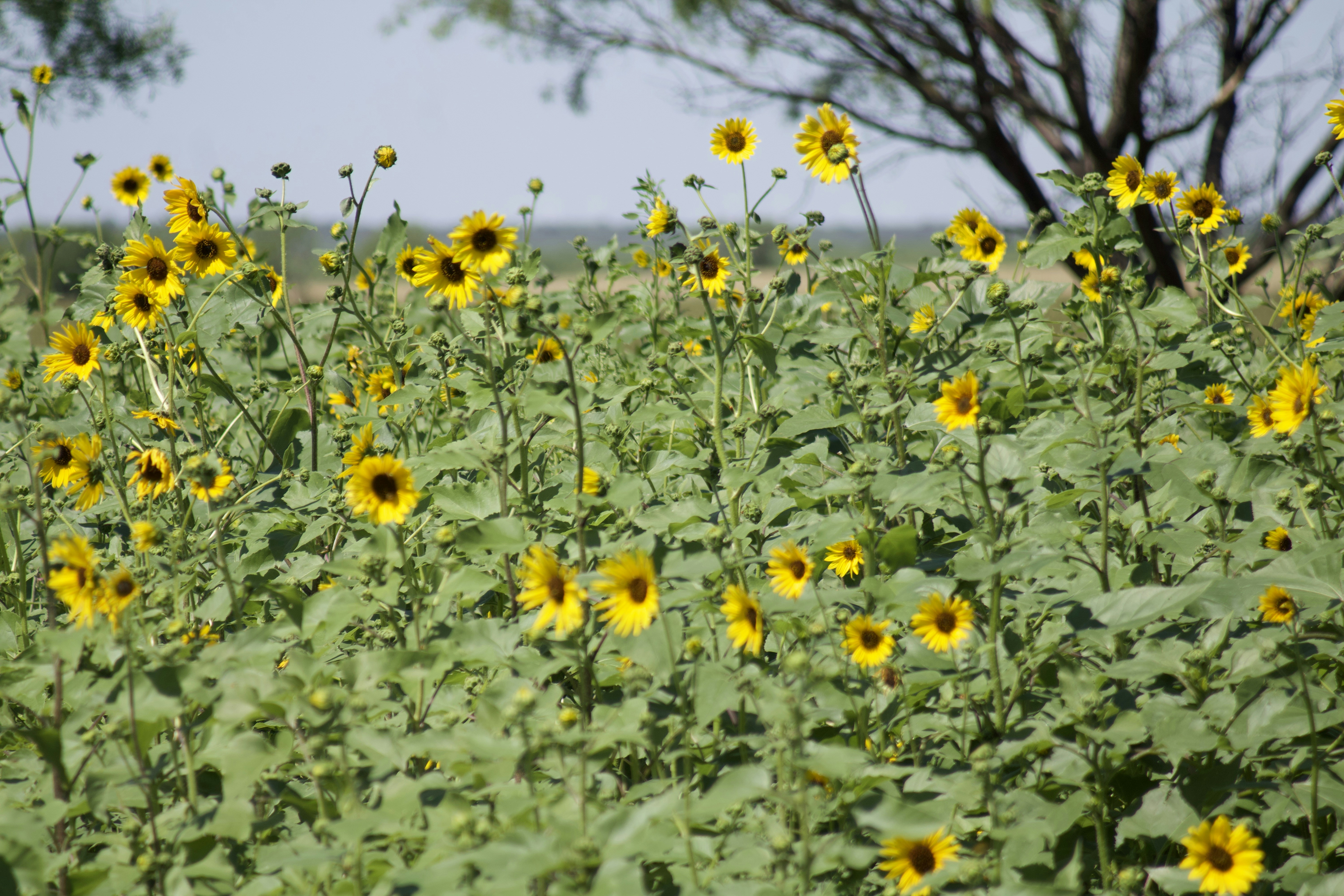 Campo de girasoles amarillos bajo un cielo despejado