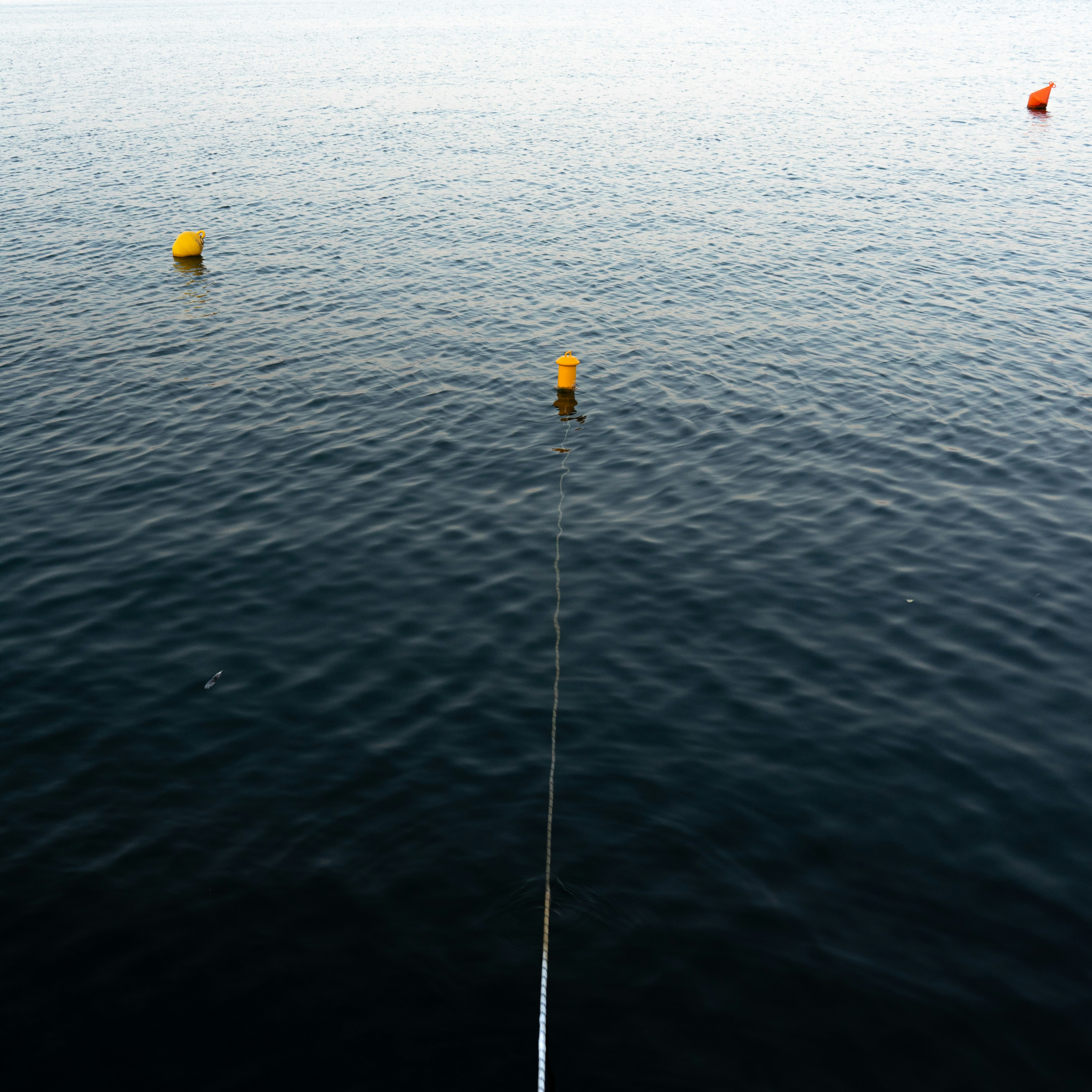 Yellow buoys floating on dark water with rope