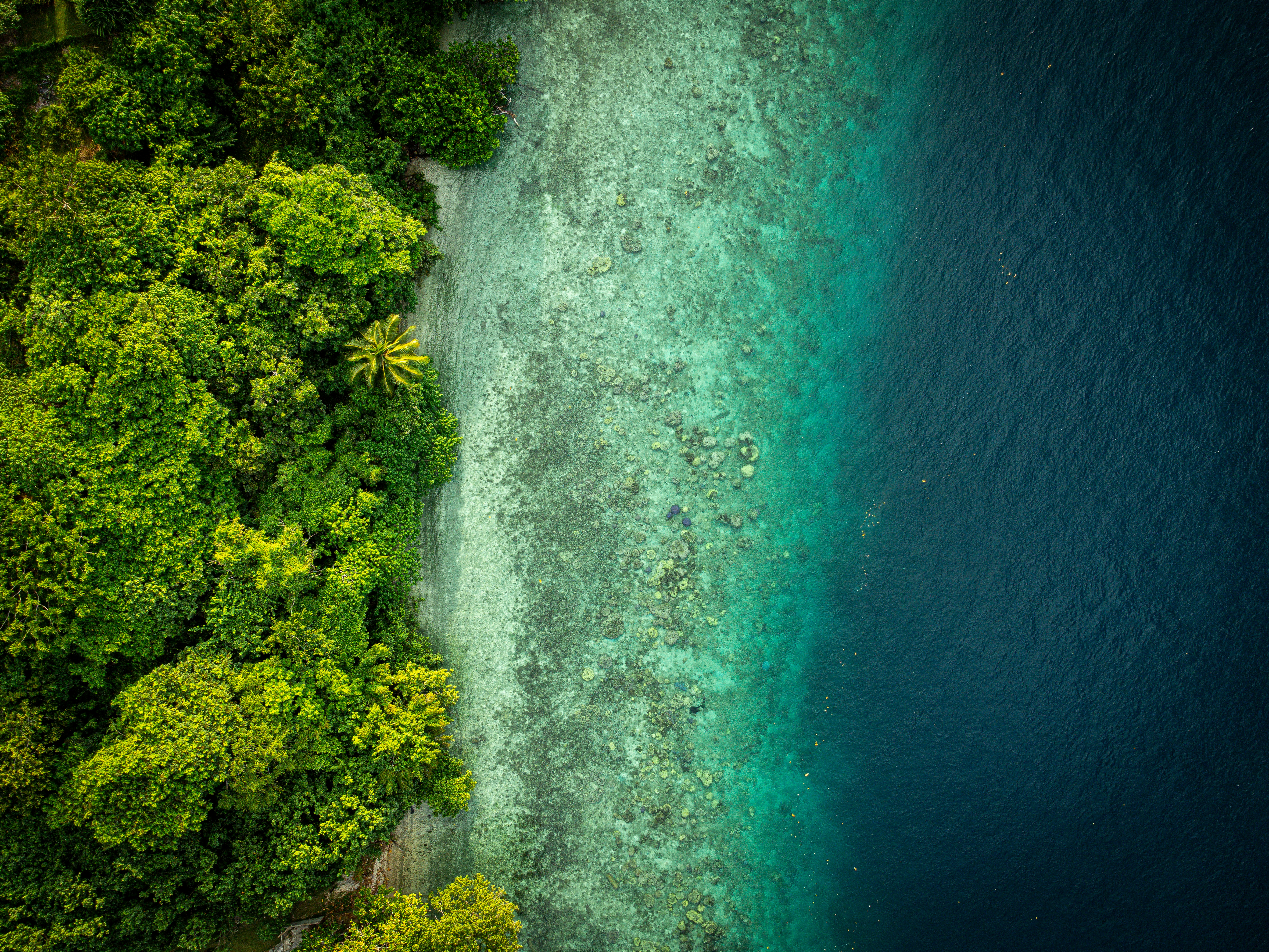Aerial view of lush green forest meeting turquoise ocean water