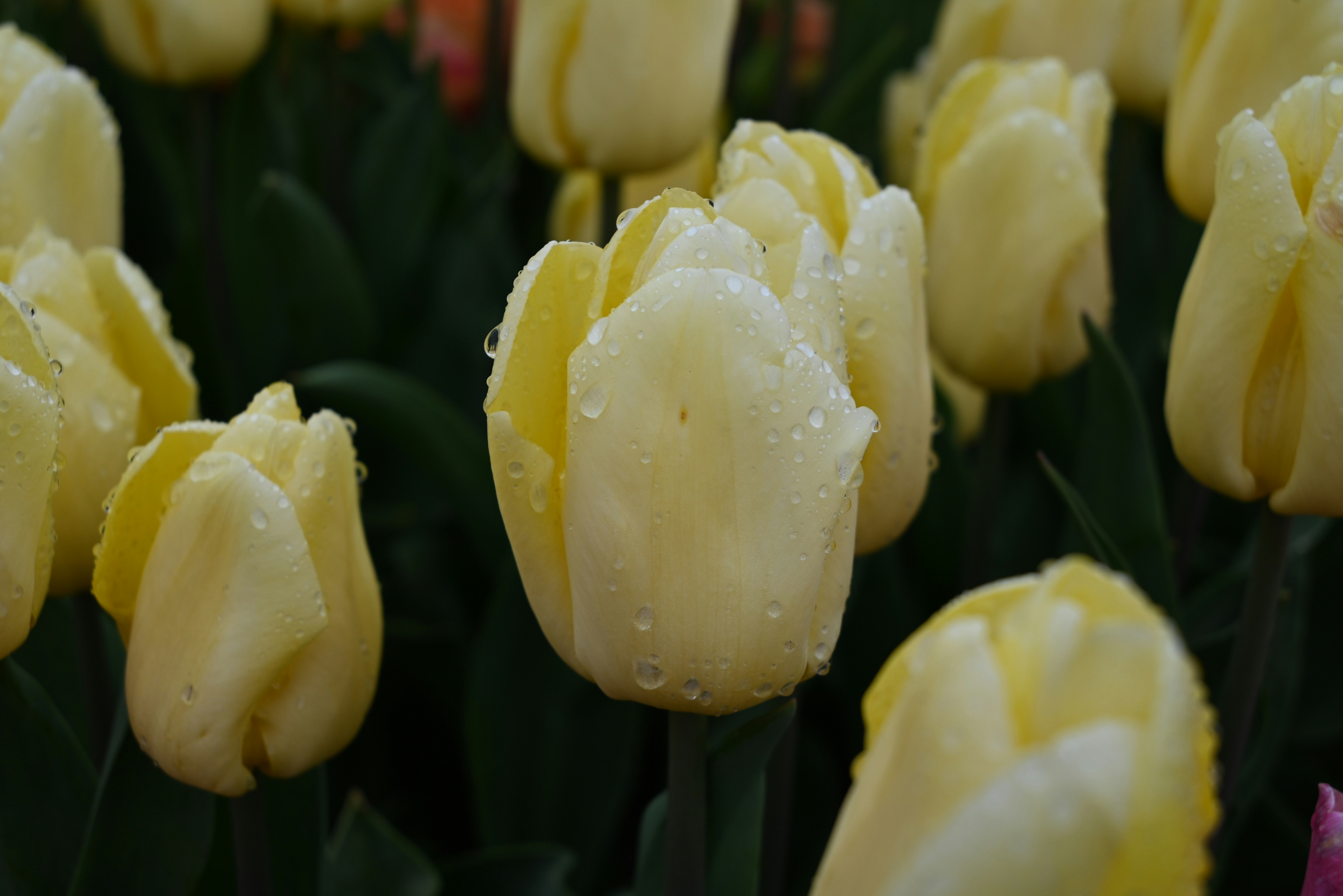 Close up of pale yellow tulips with water droplets.
