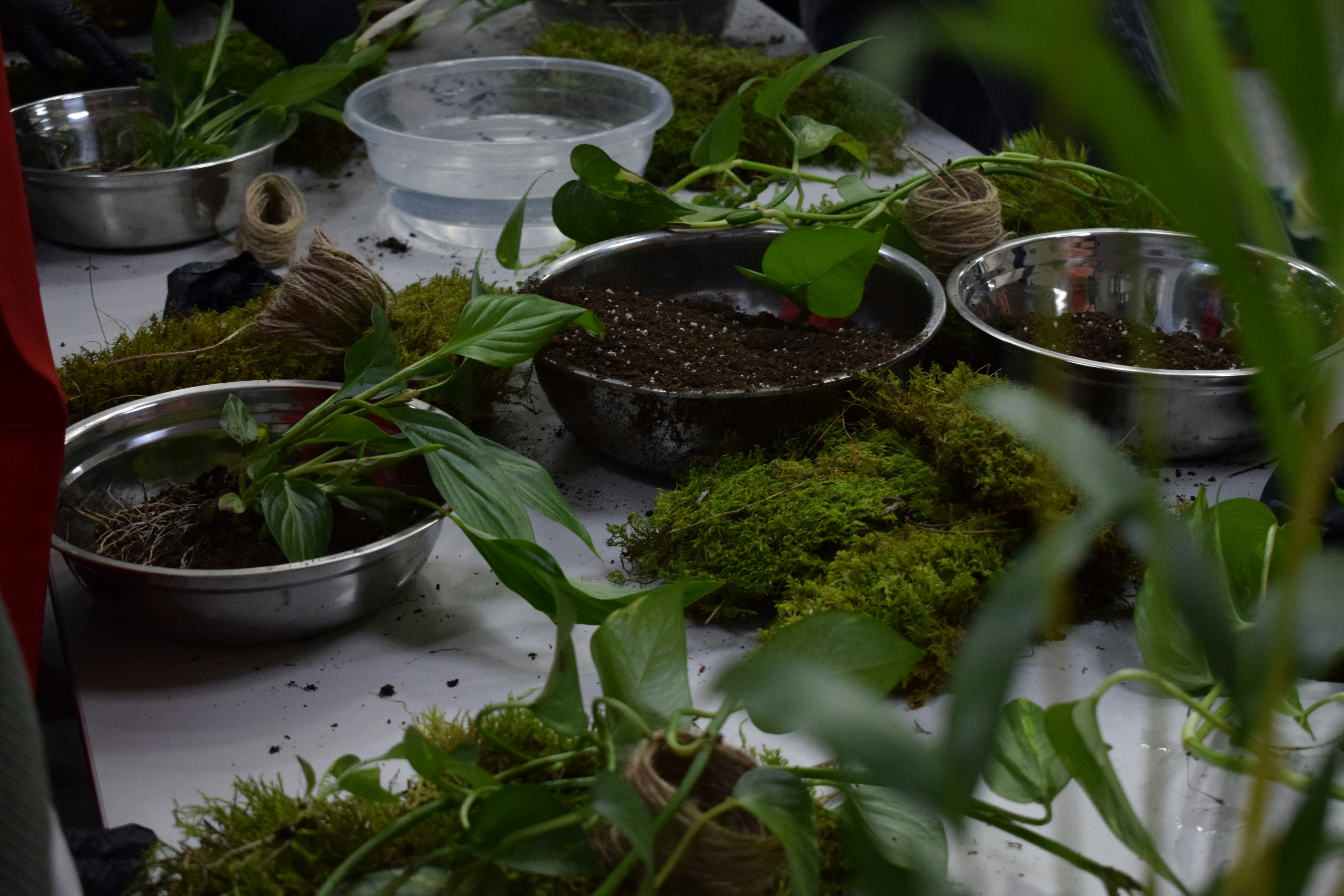 Plants and soil arranged for planting