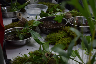 Indoor Plant Soil Mix India DIY Cocopeat Perlite Vermicompost