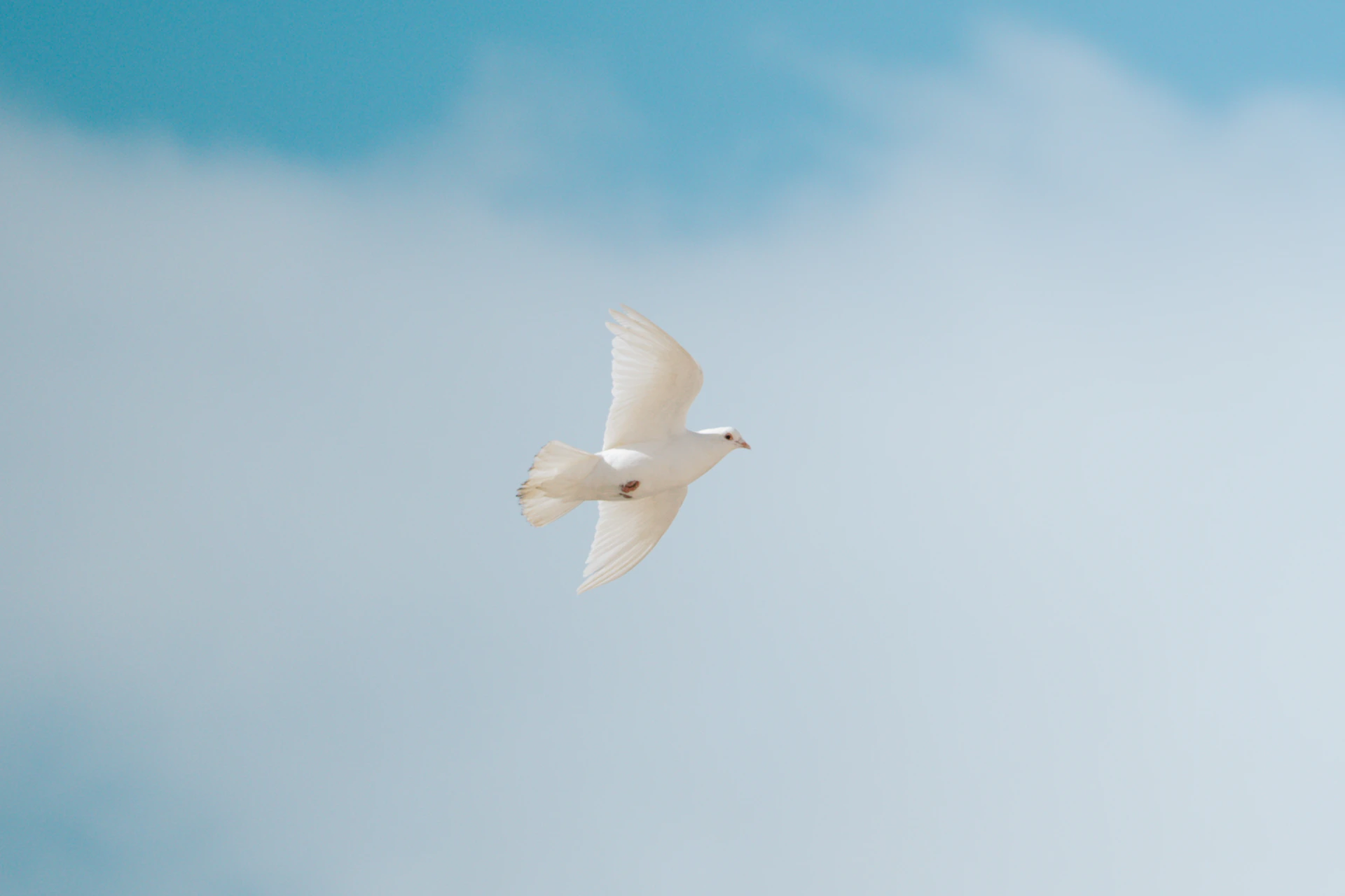 A white dove flies gracefully through a clear blue sky