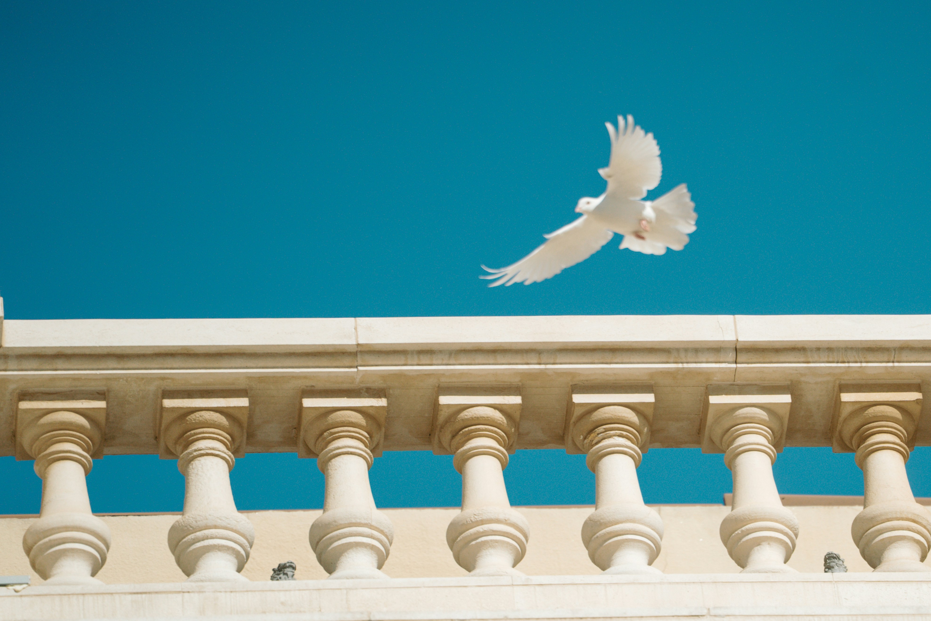 A white dove flies against a bright blue sky.