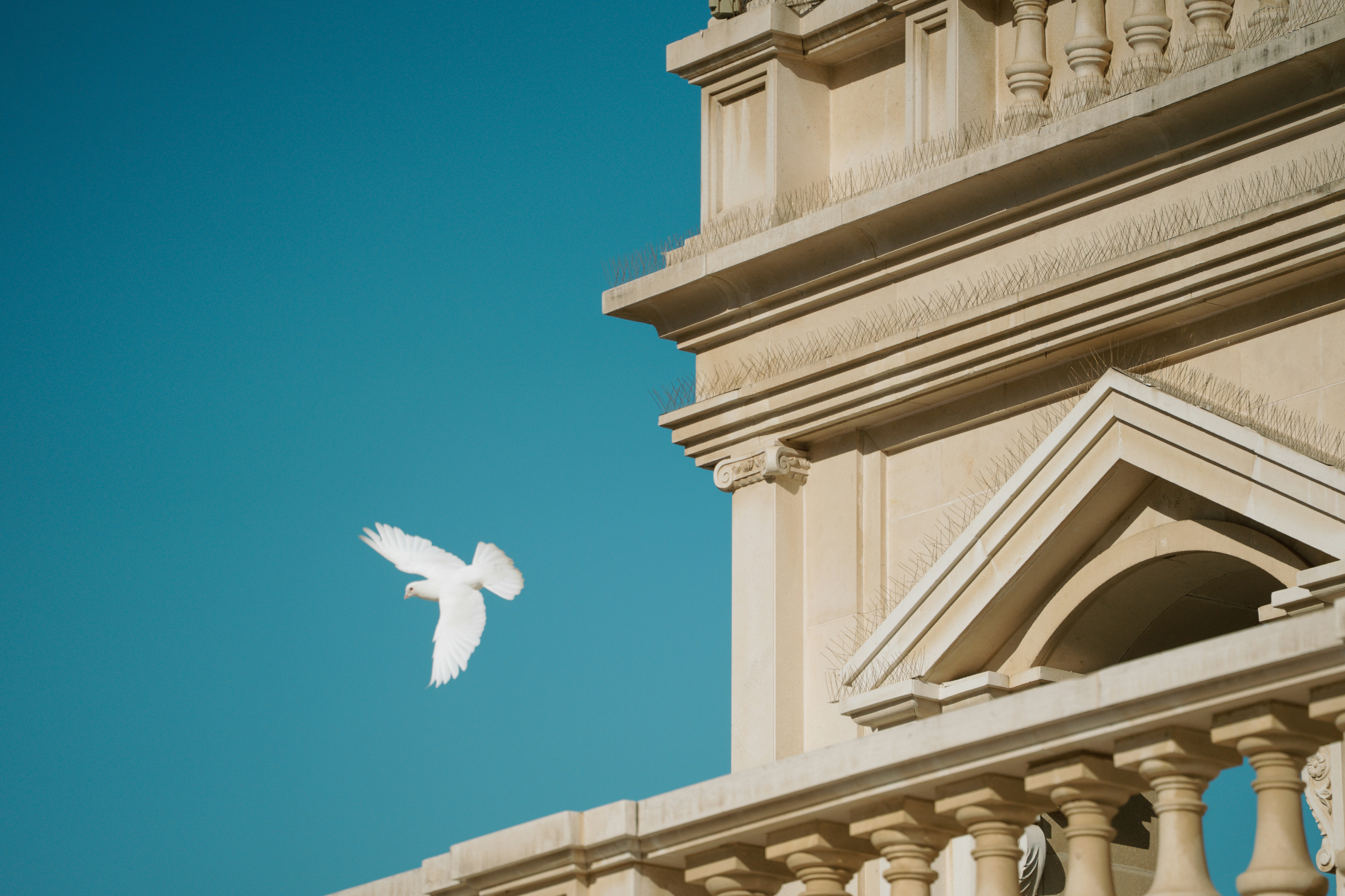 A white dove flies against a clear blue sky.