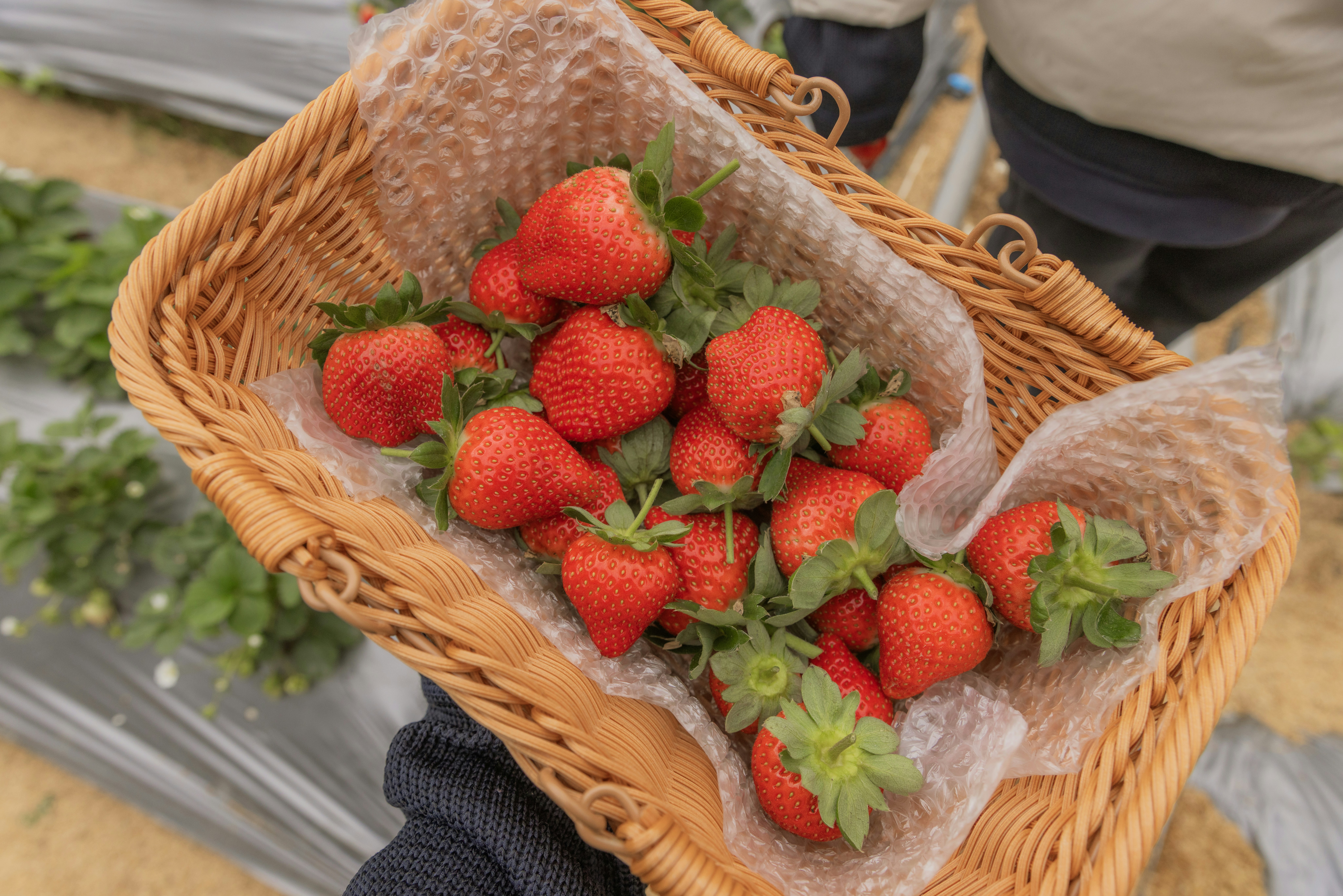 basket of strawberries at a farm