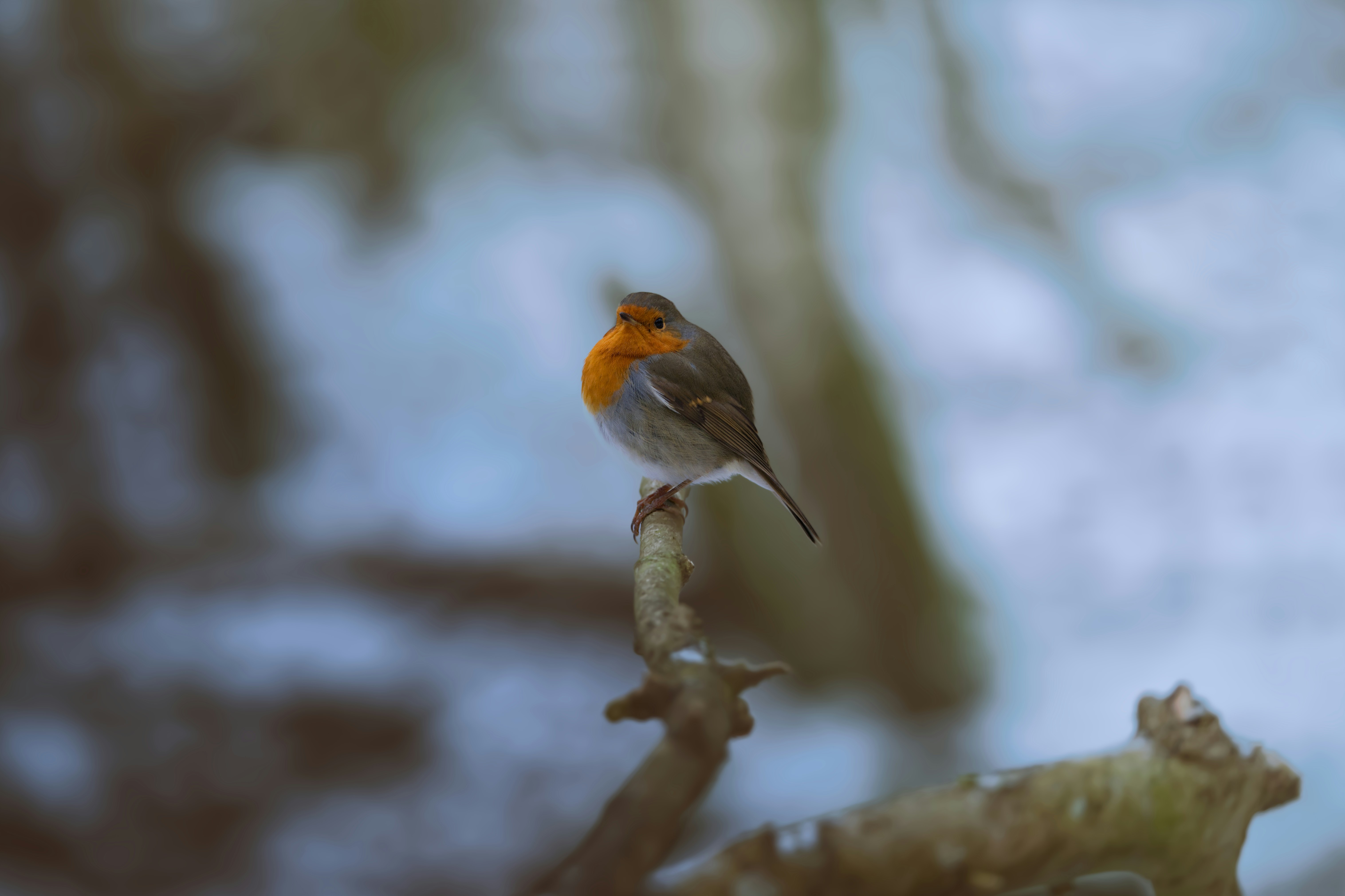 A robin perched on a bare branch in winter