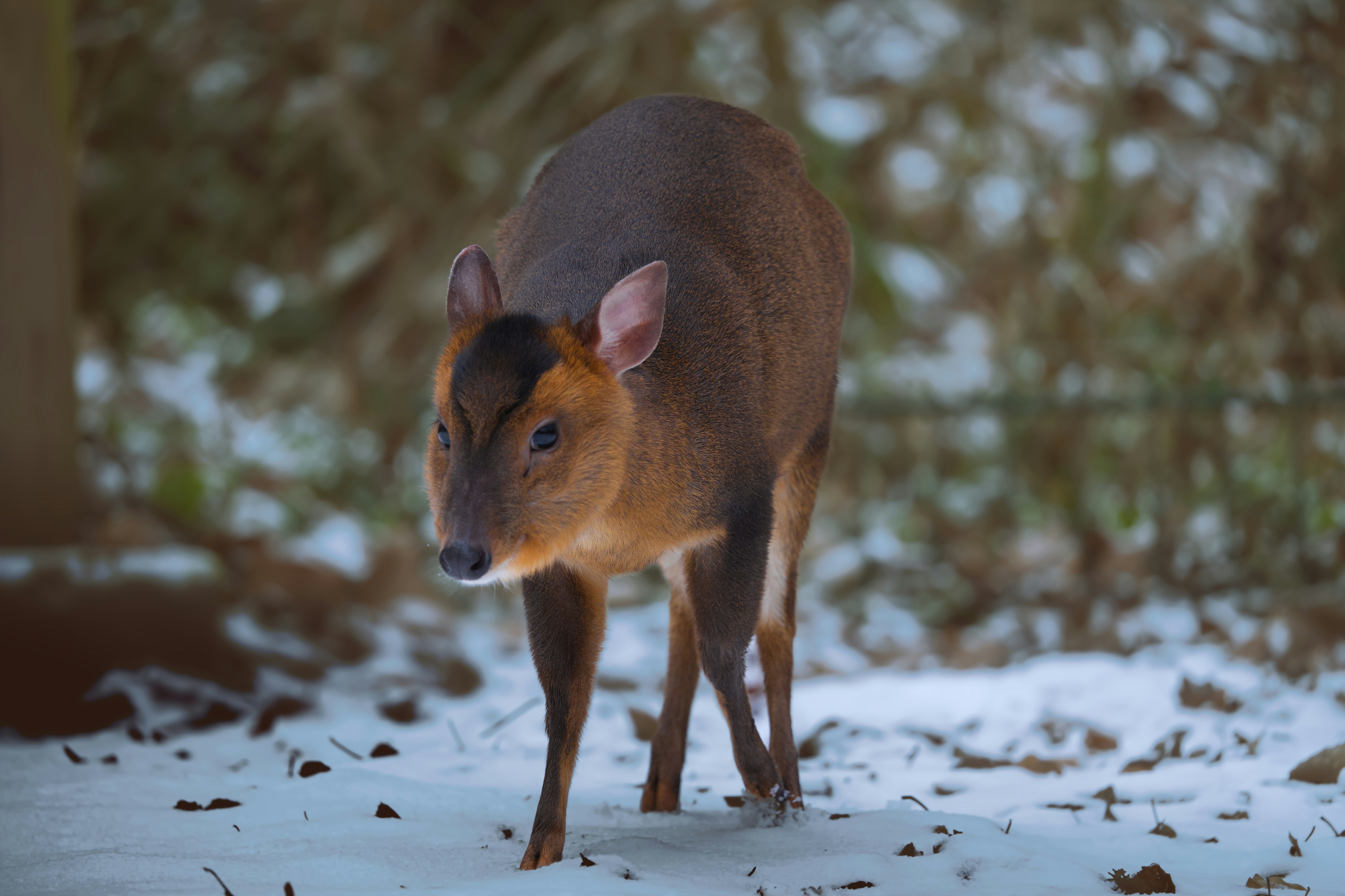 A small deer stands in the snow.