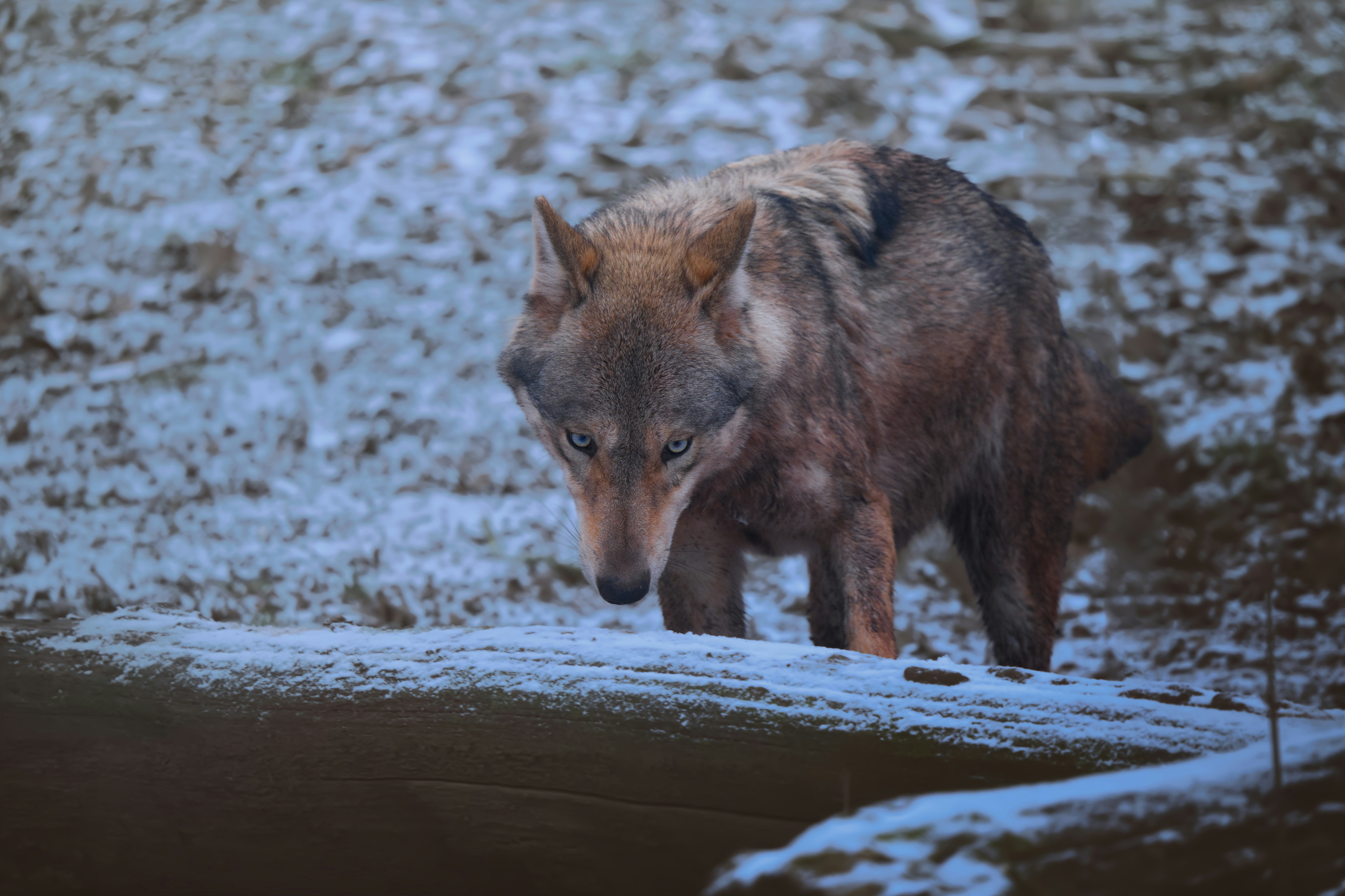 A wolf walks through a snowy, wooded area.