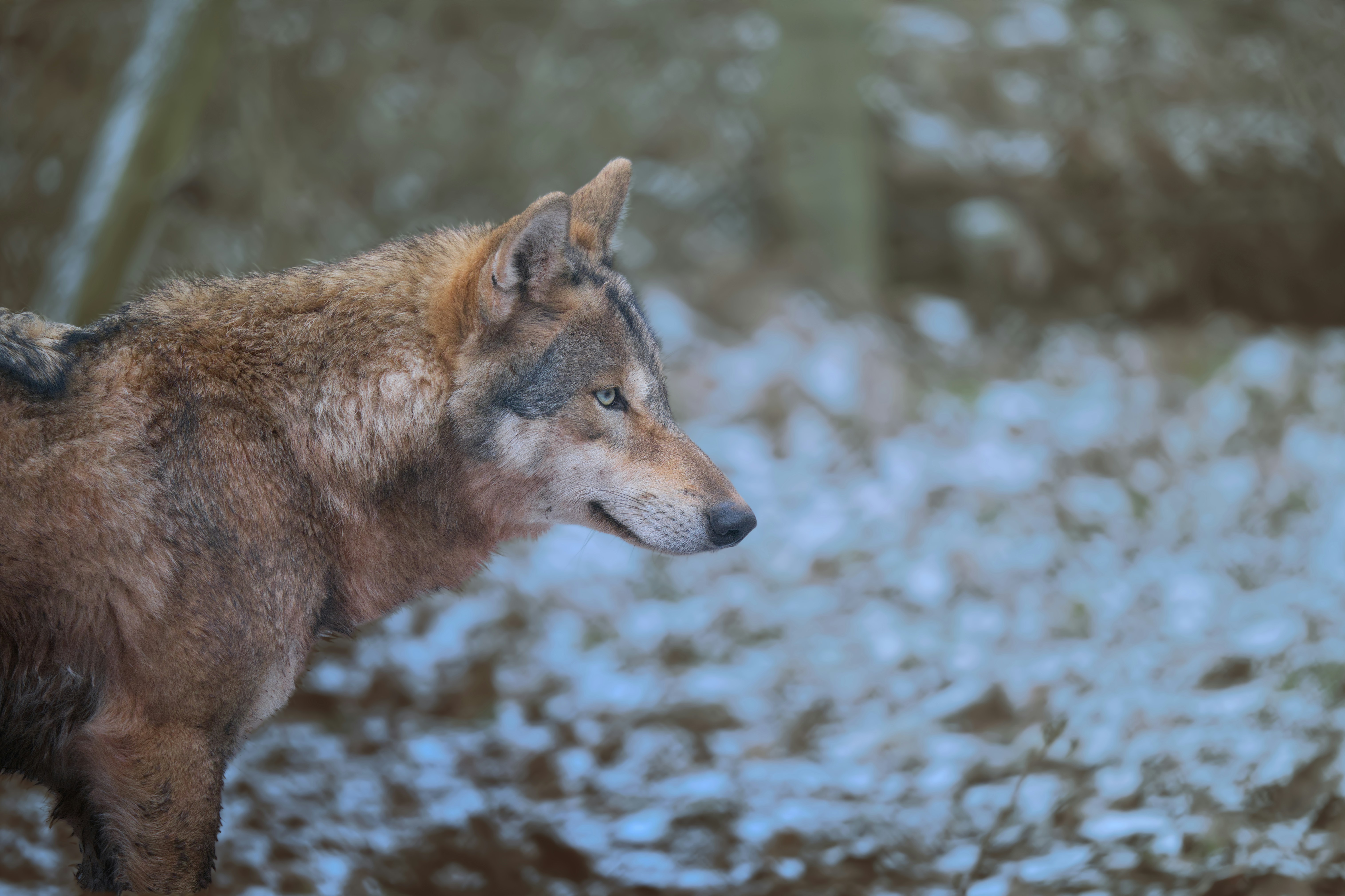 A wolf stands in a snowy forest.