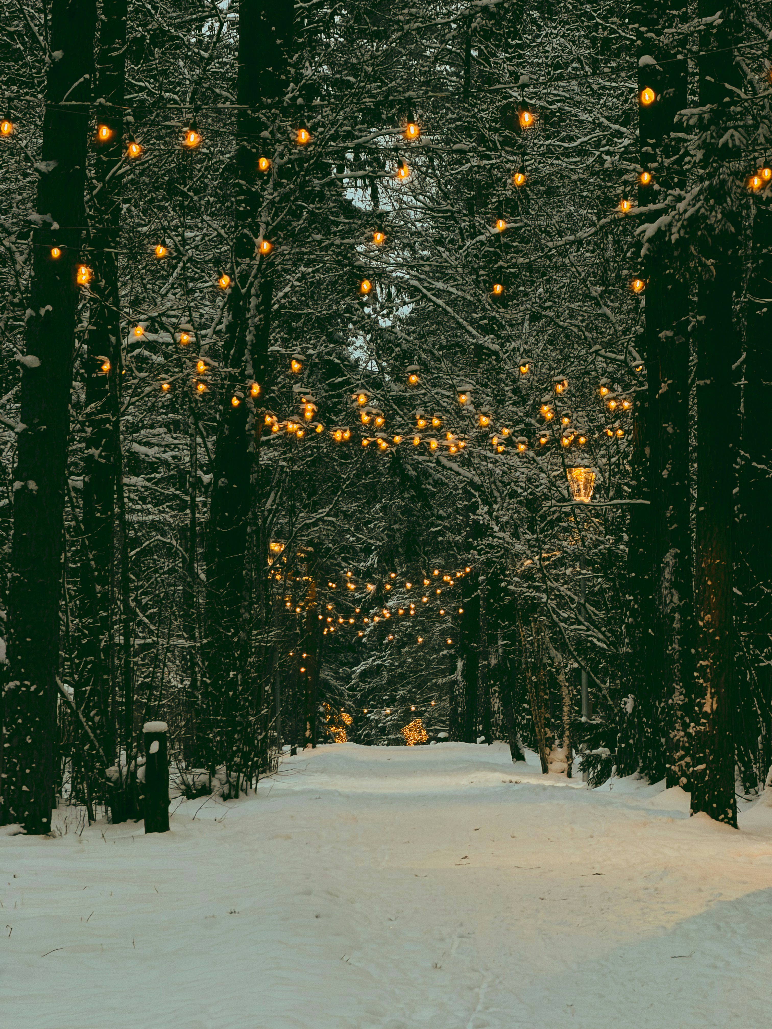 Sendero de bosque nevado iluminado por cálidas luces de hilo