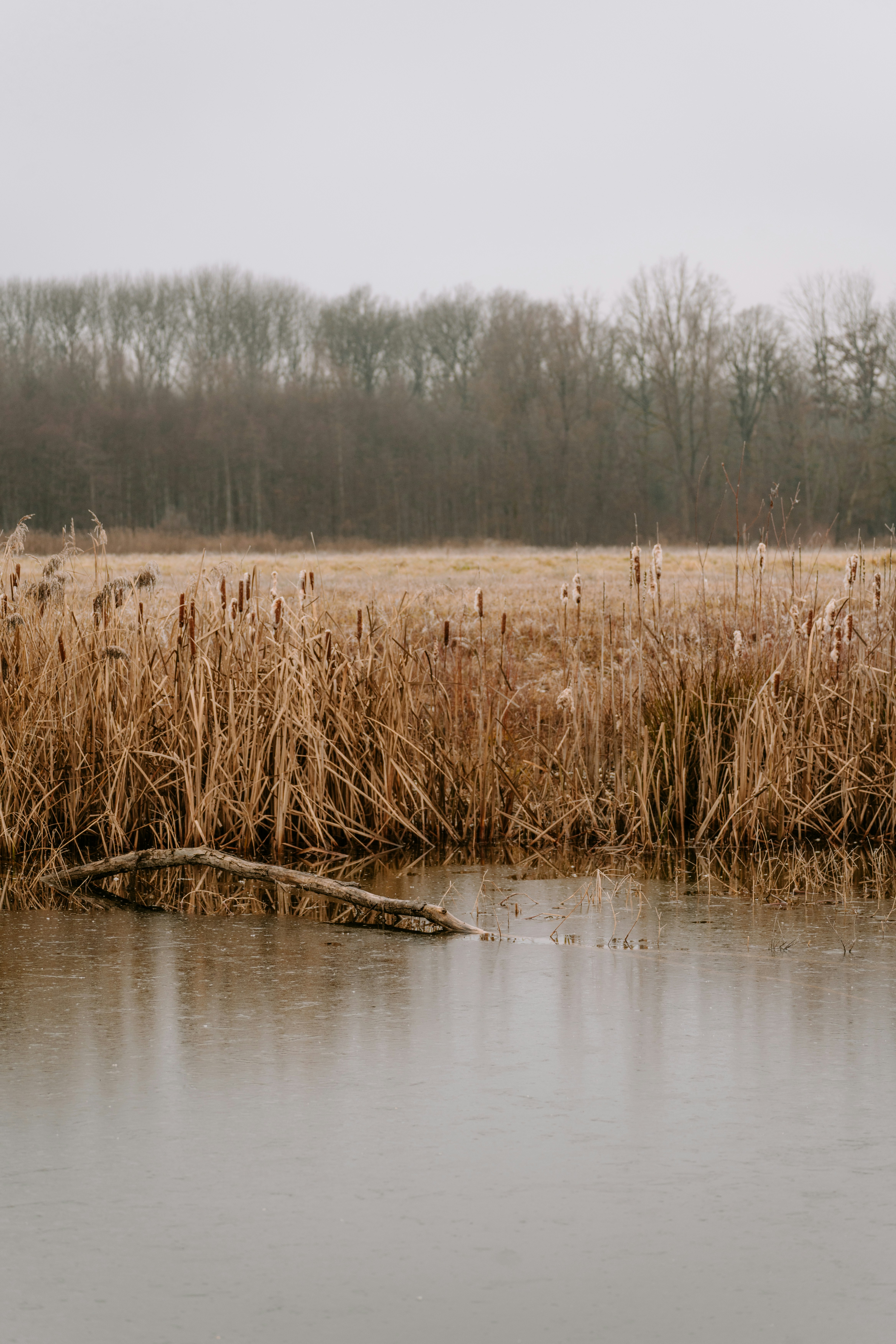Un plan d’eau calme avec des roseaux et des arbres secs