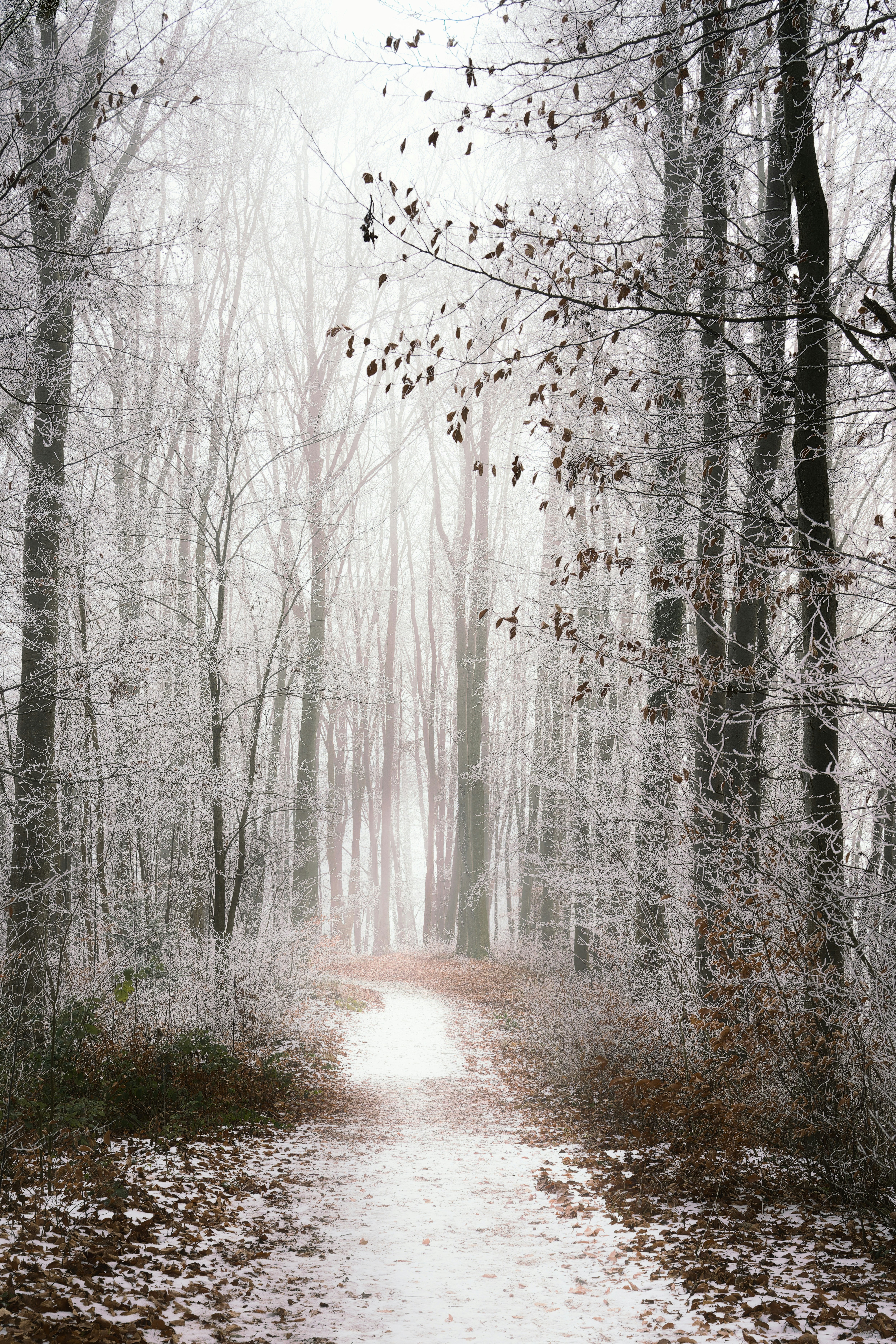 Snowy forest path with frosted trees and fog