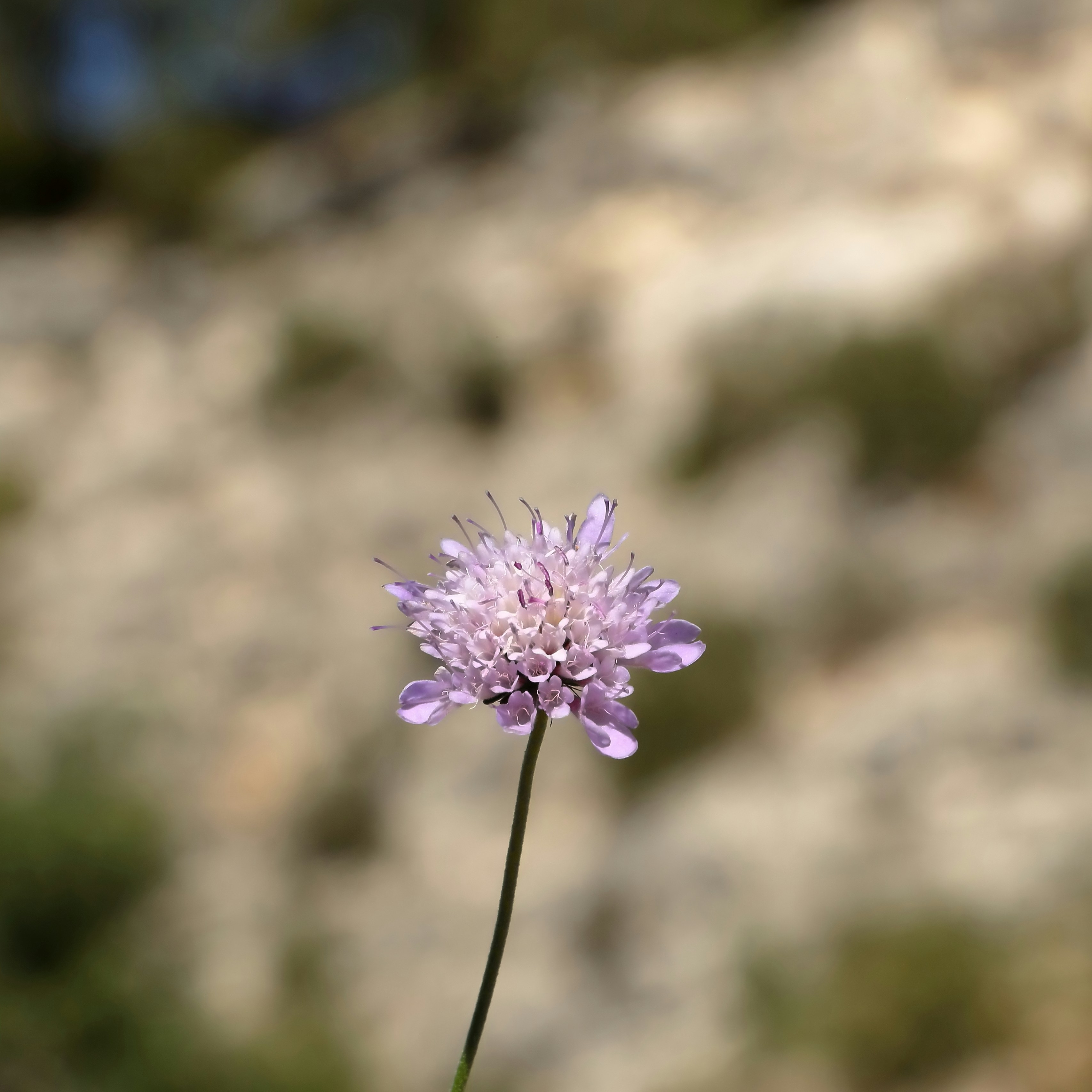A single purple flower stands tall against a blurred background.