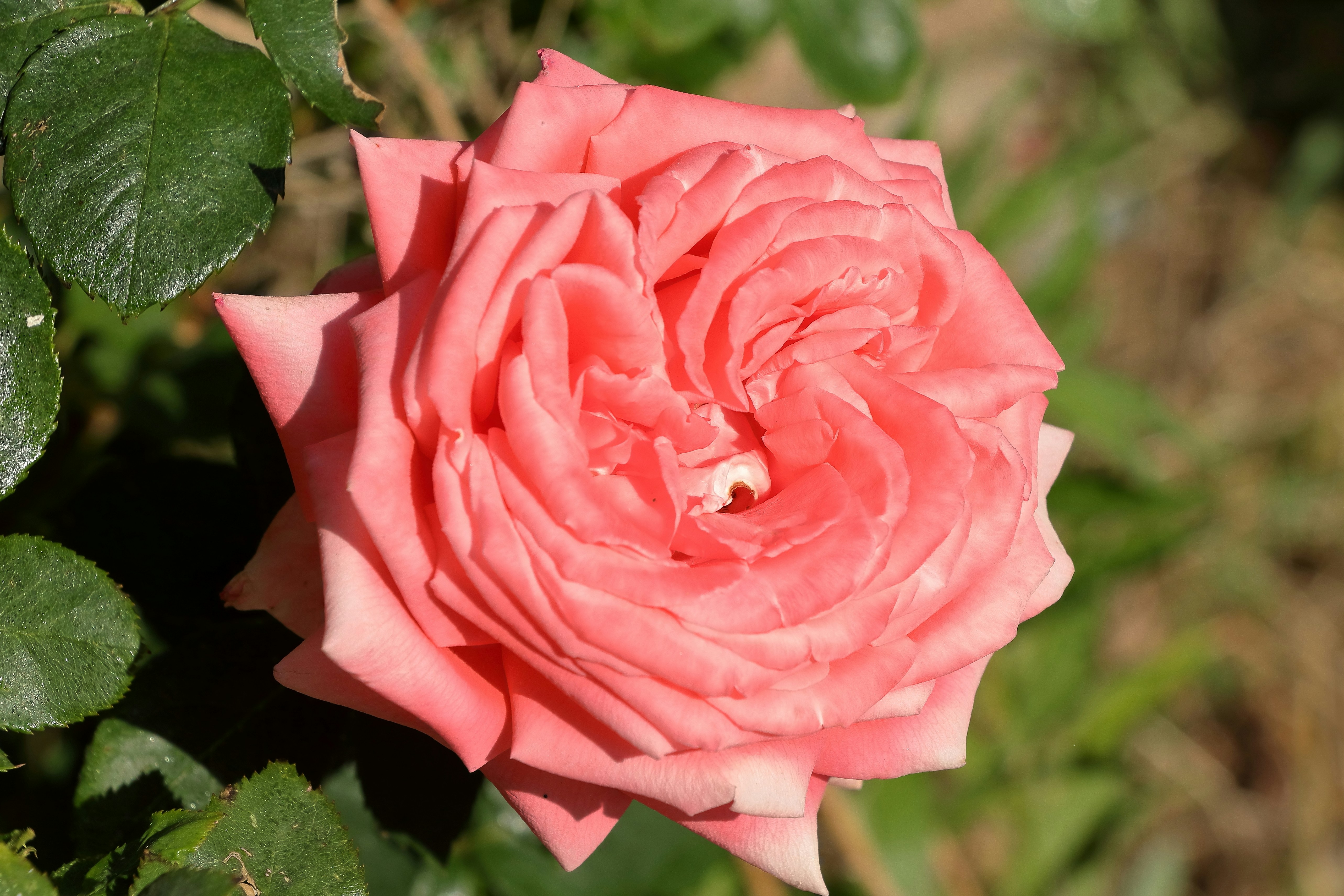 A close-up of a pink rose with green leaves.