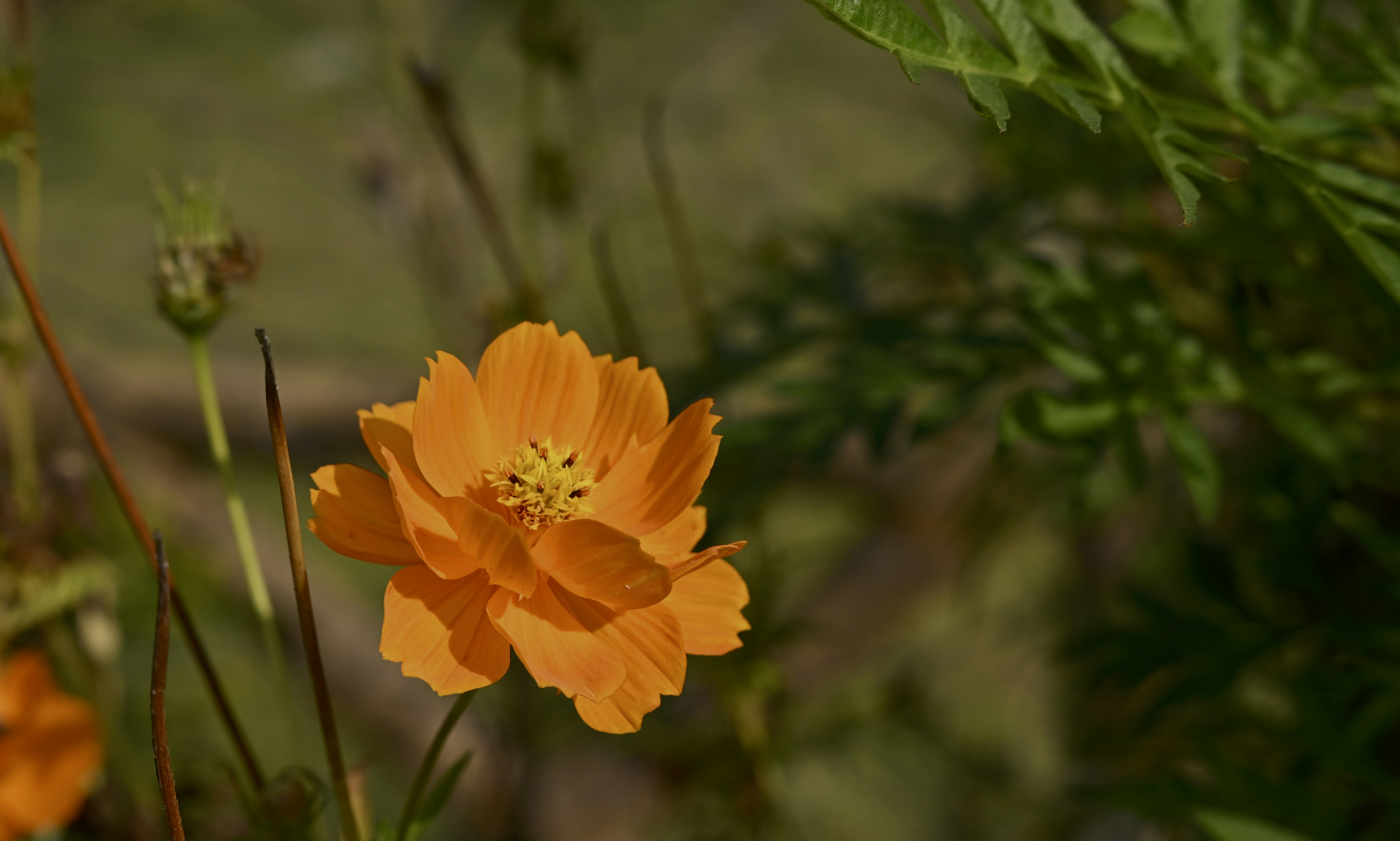 A bright orange cosmos flower blooms in the sun.