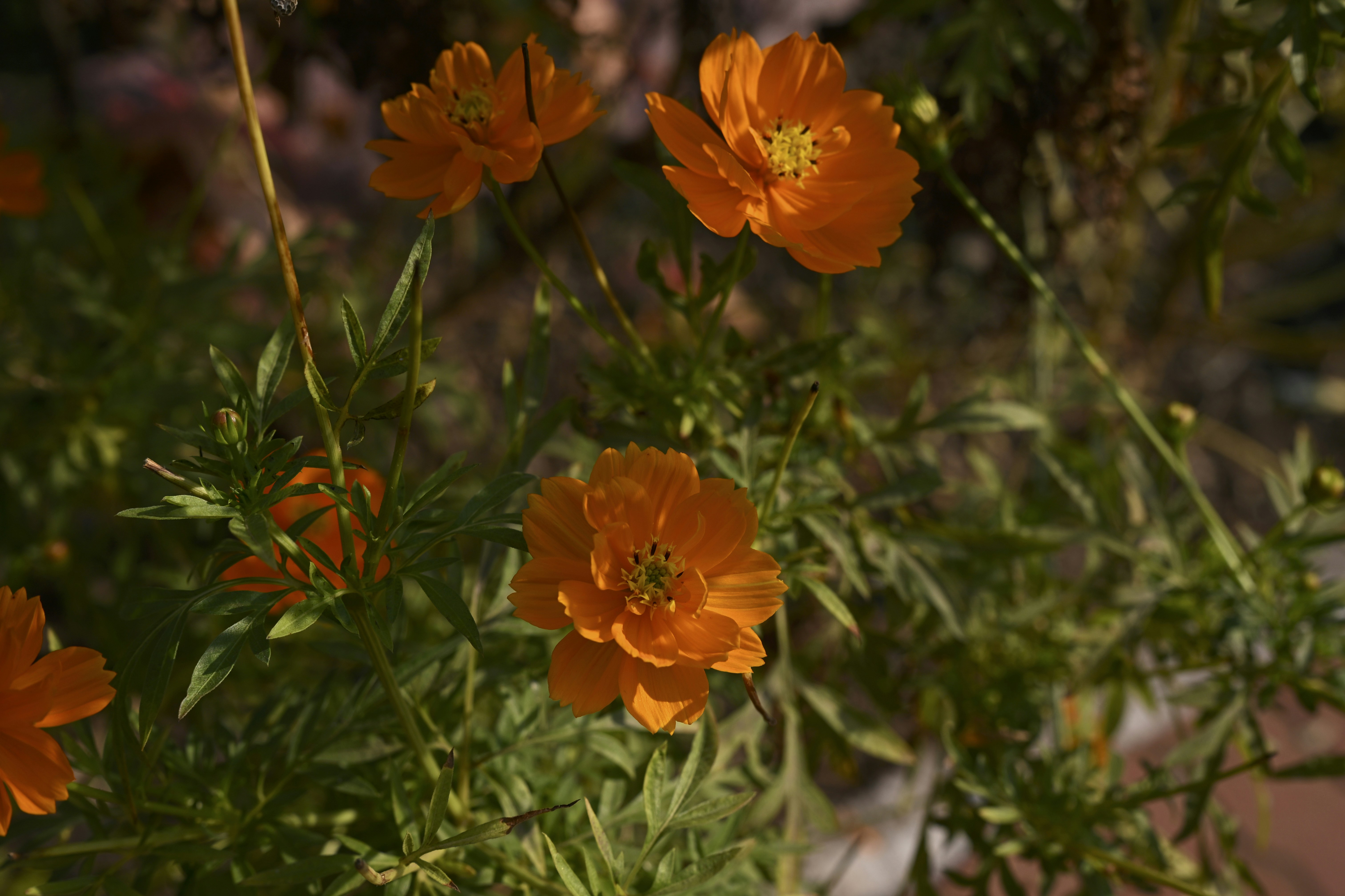 Close-up of bright orange cosmos flowers blooming.