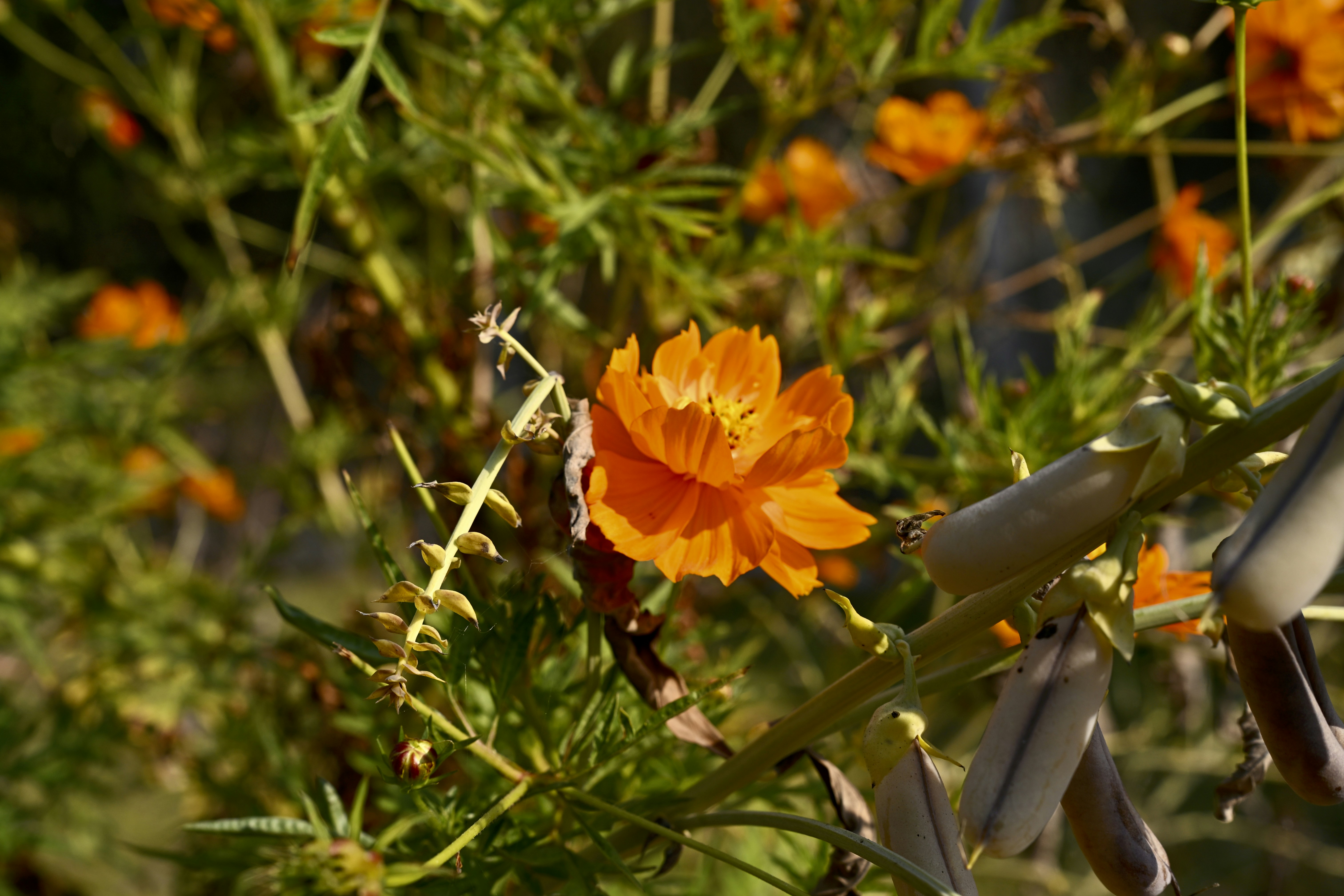 Orange cosmos flower blooming among green foliage.