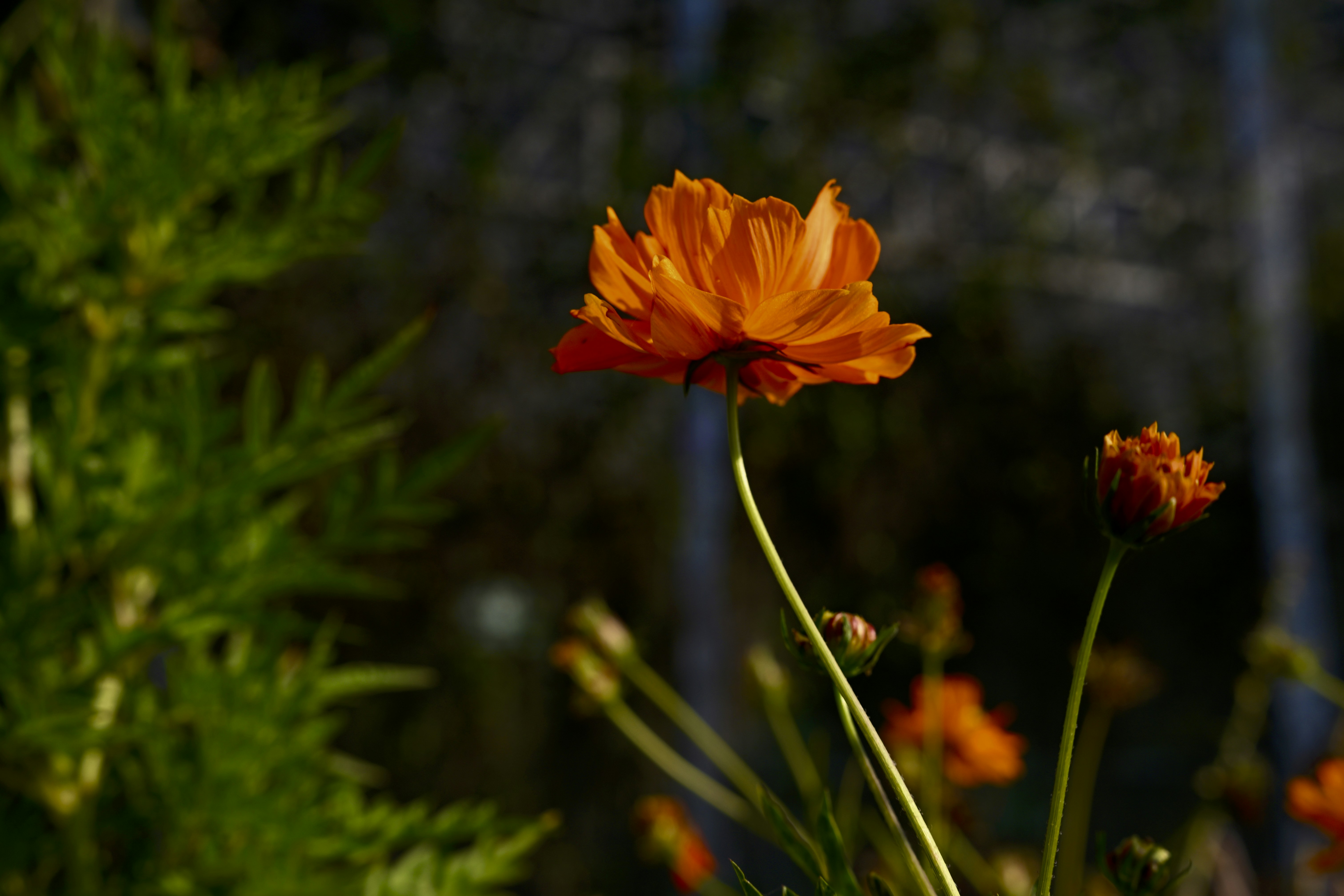A vibrant orange cosmos flower blooms in soft light.