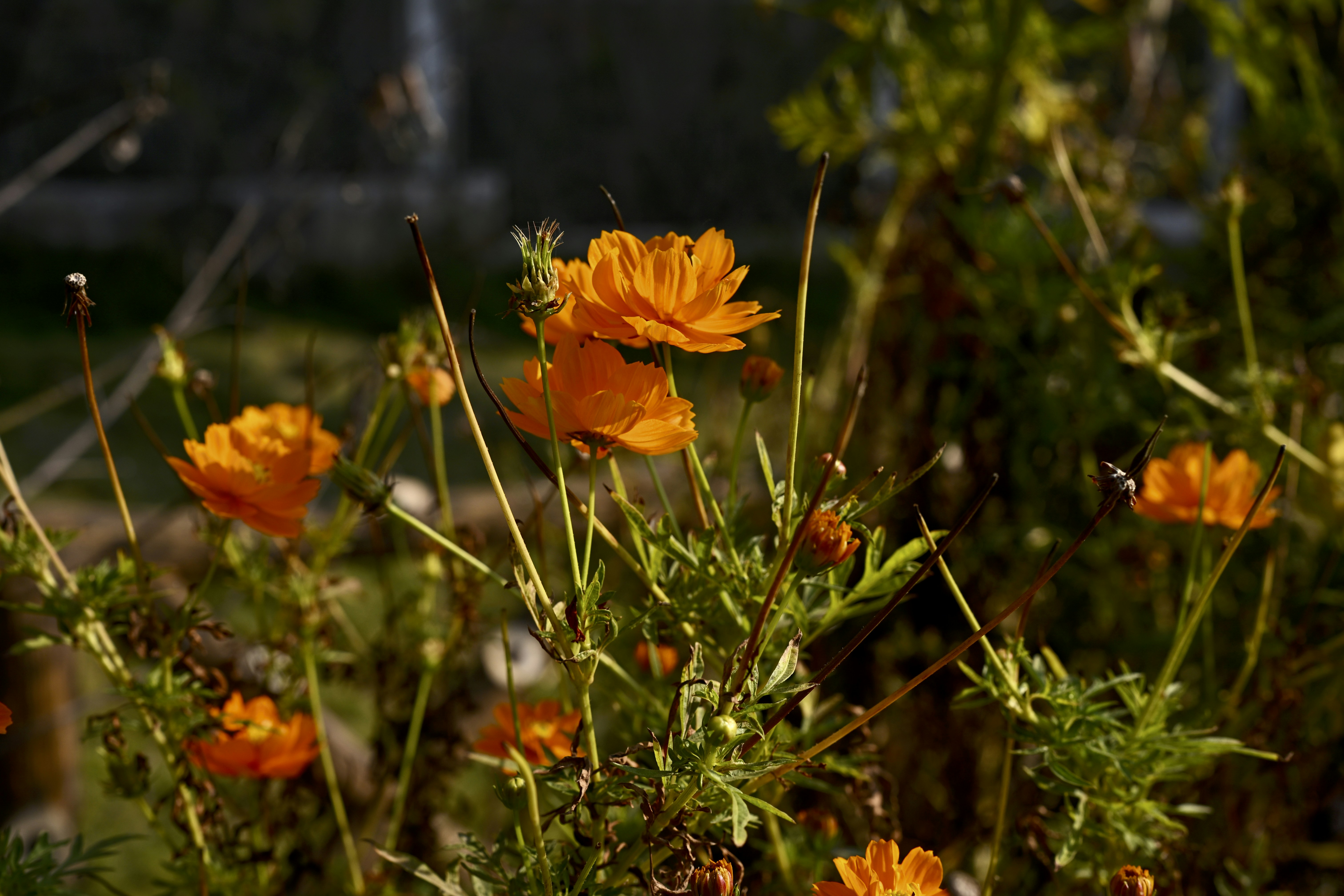 Orange cosmos flowers blooming in a garden