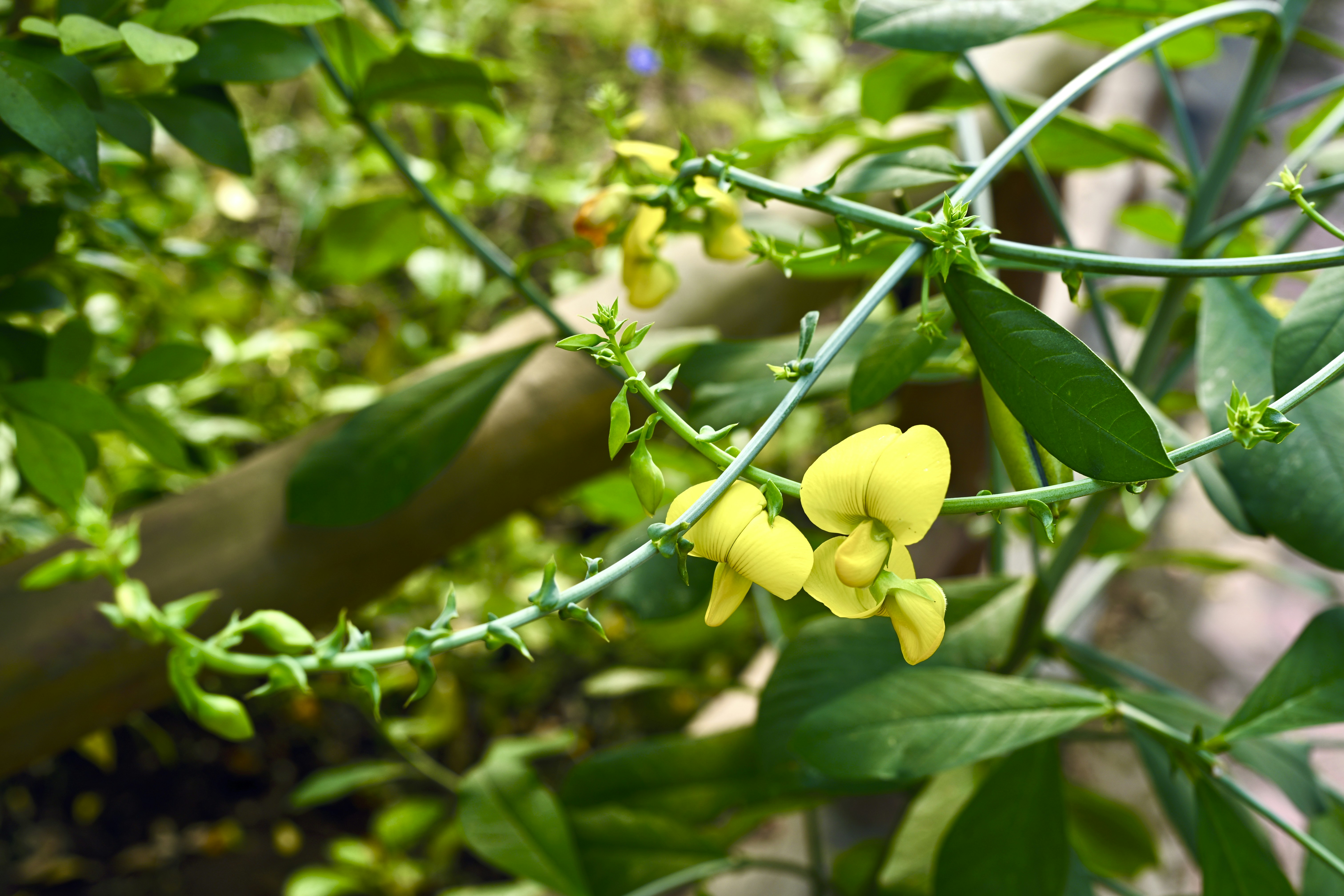 Delicate yellow flowers bloom on a green vine.