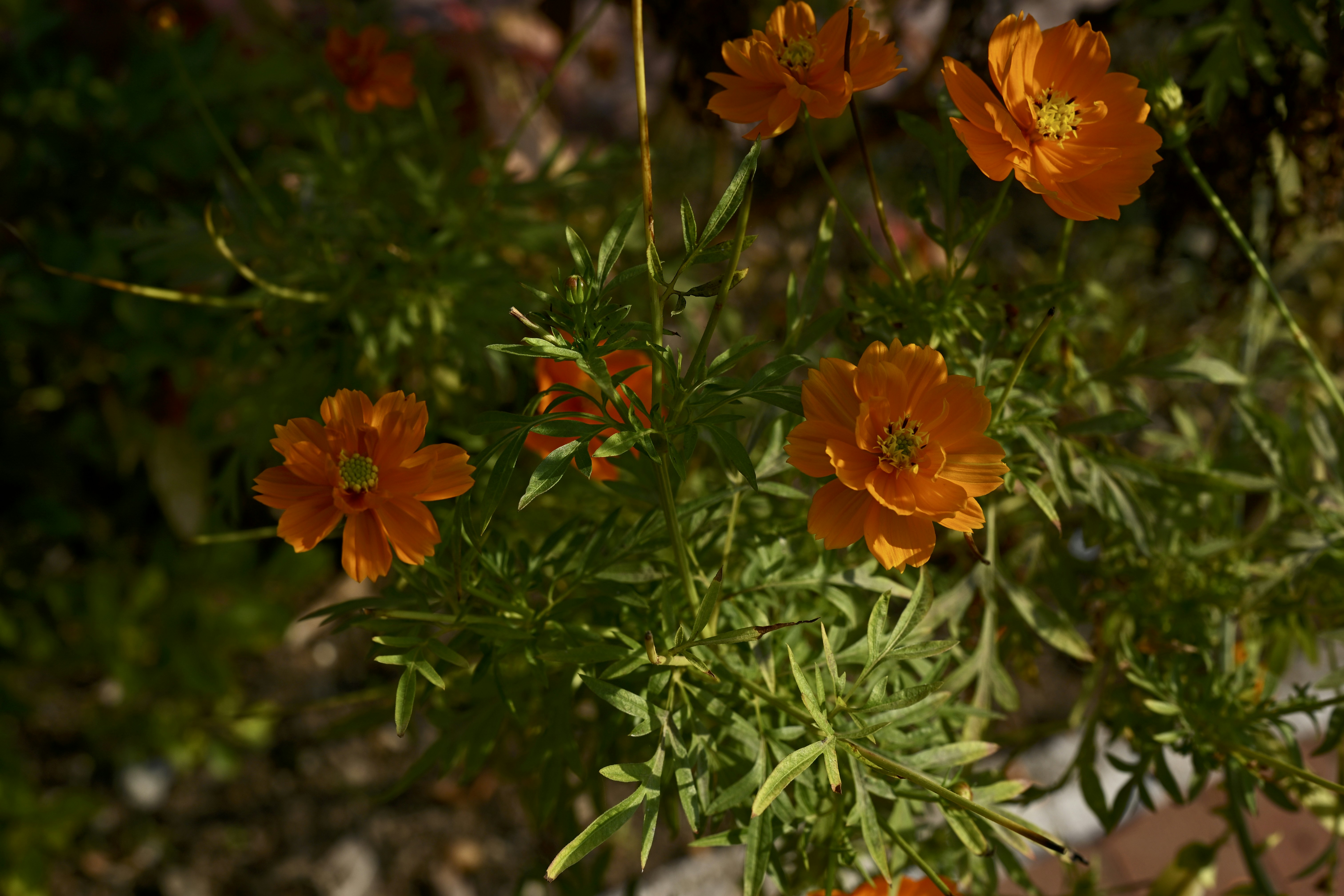 Orange flowers bloom amidst green foliage.