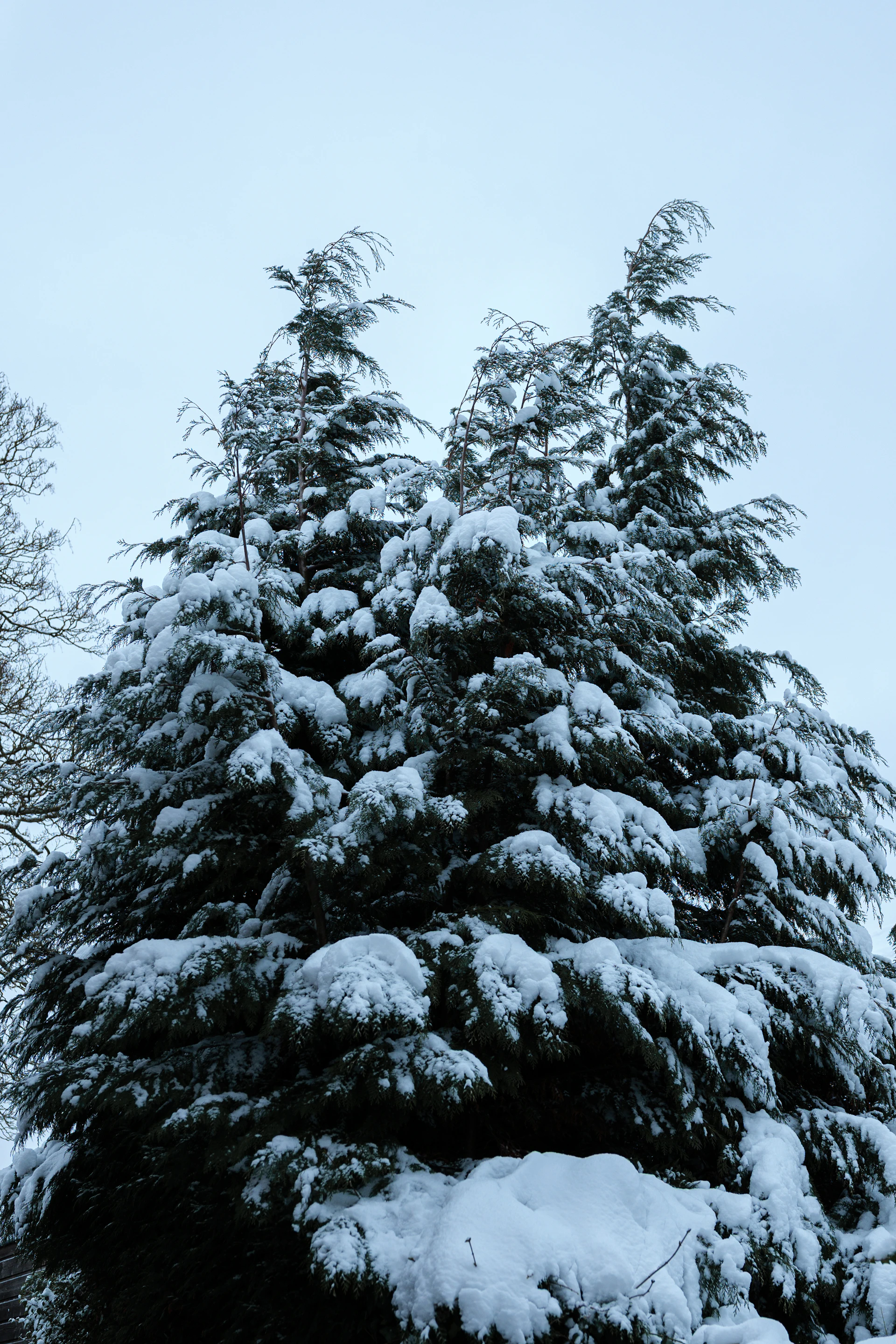 Two snow-covered evergreen trees against a cloudy sky