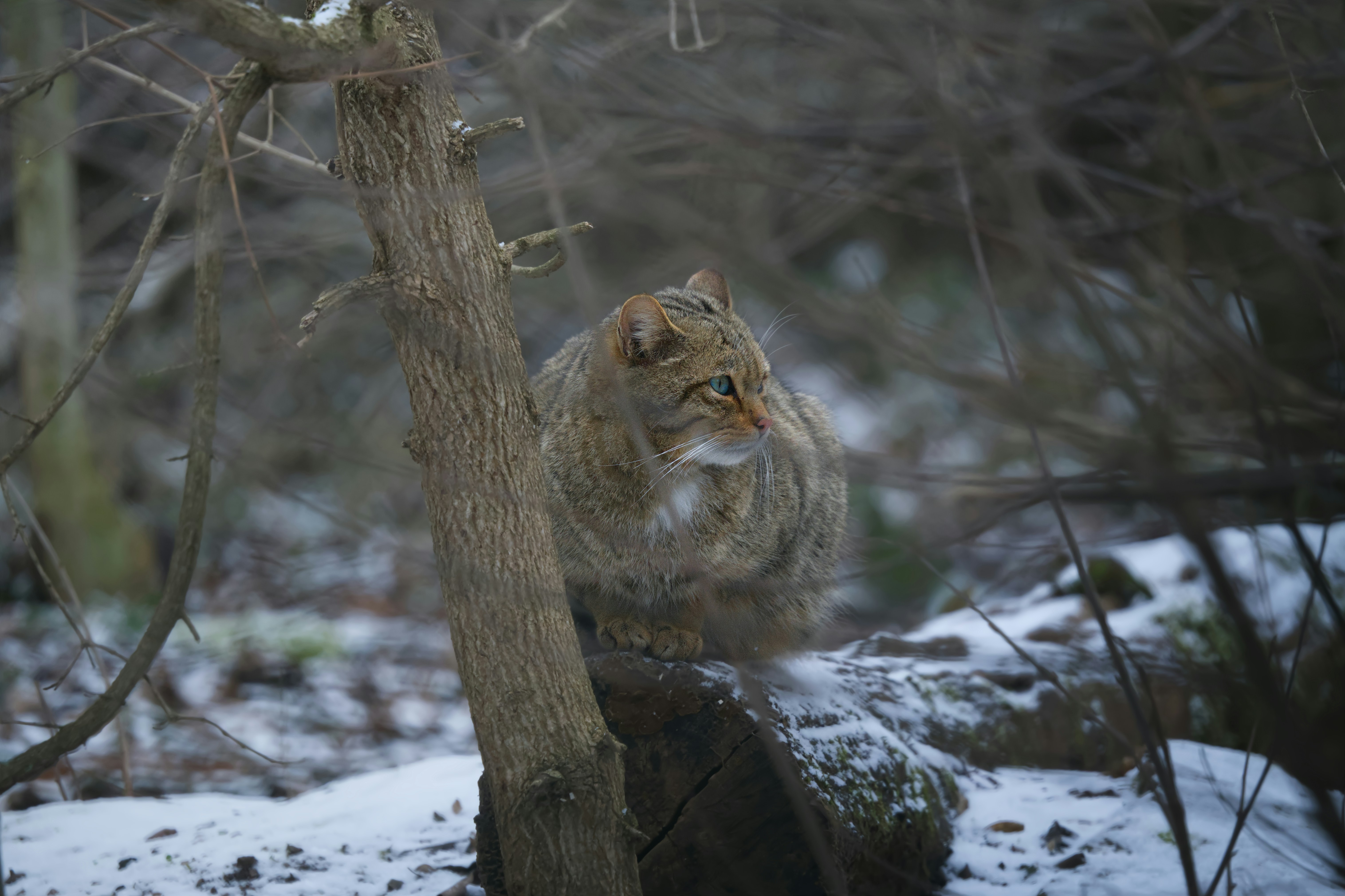 Wildcat sitting on a rock in snowy woods