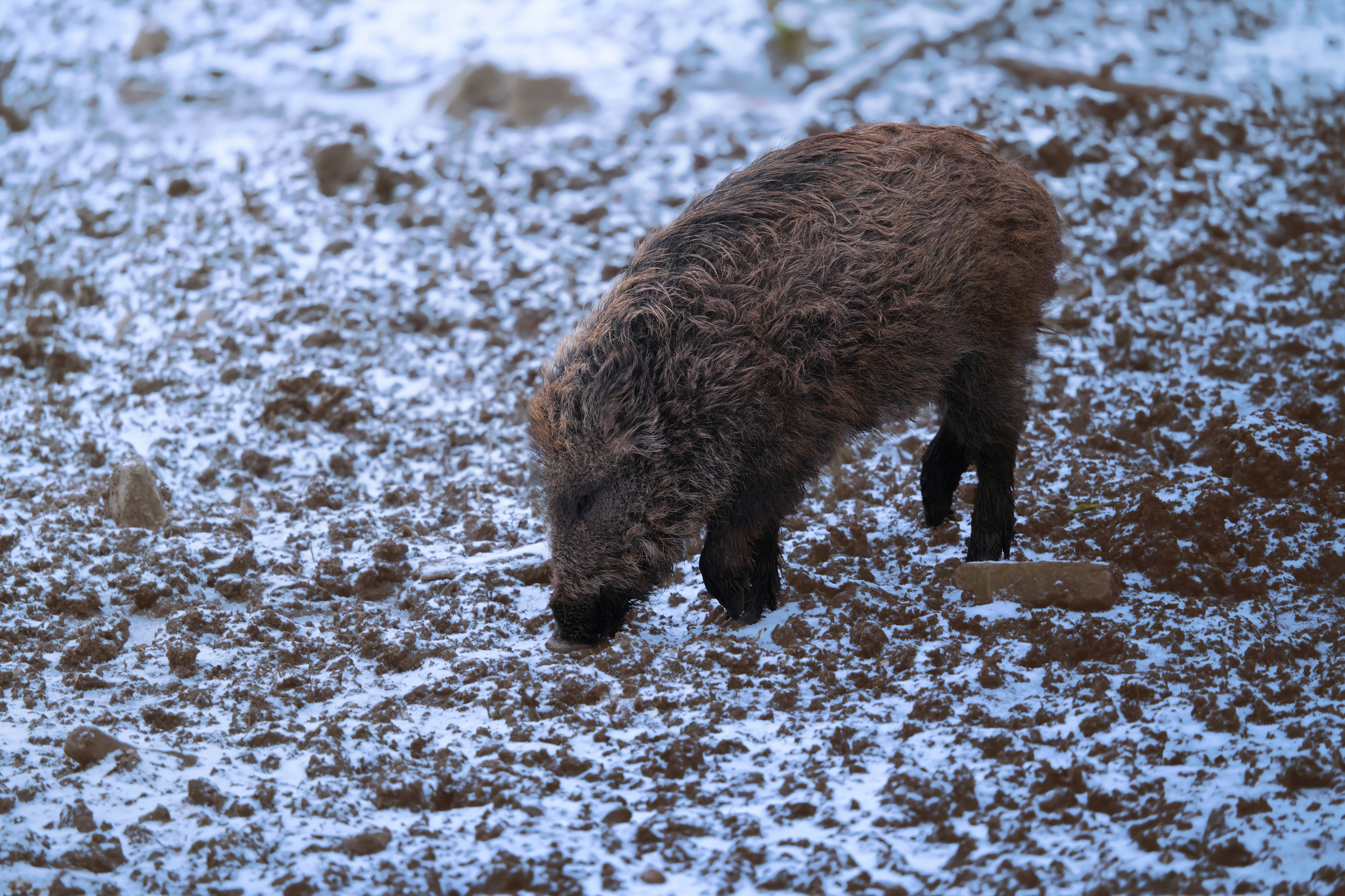 A young wild boar foraging in the snow.