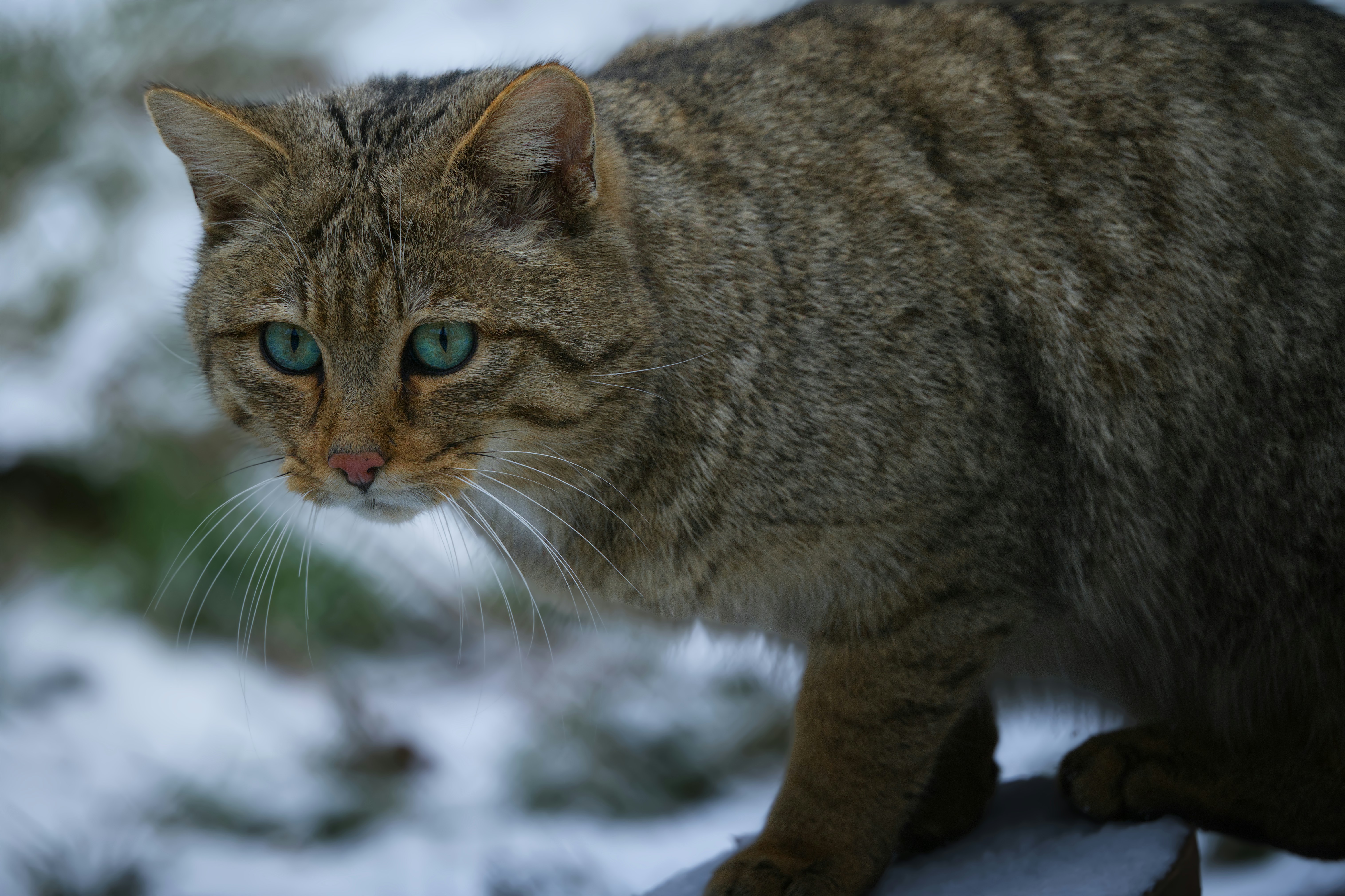 A scottish wildcat with striking green eyes in the snow