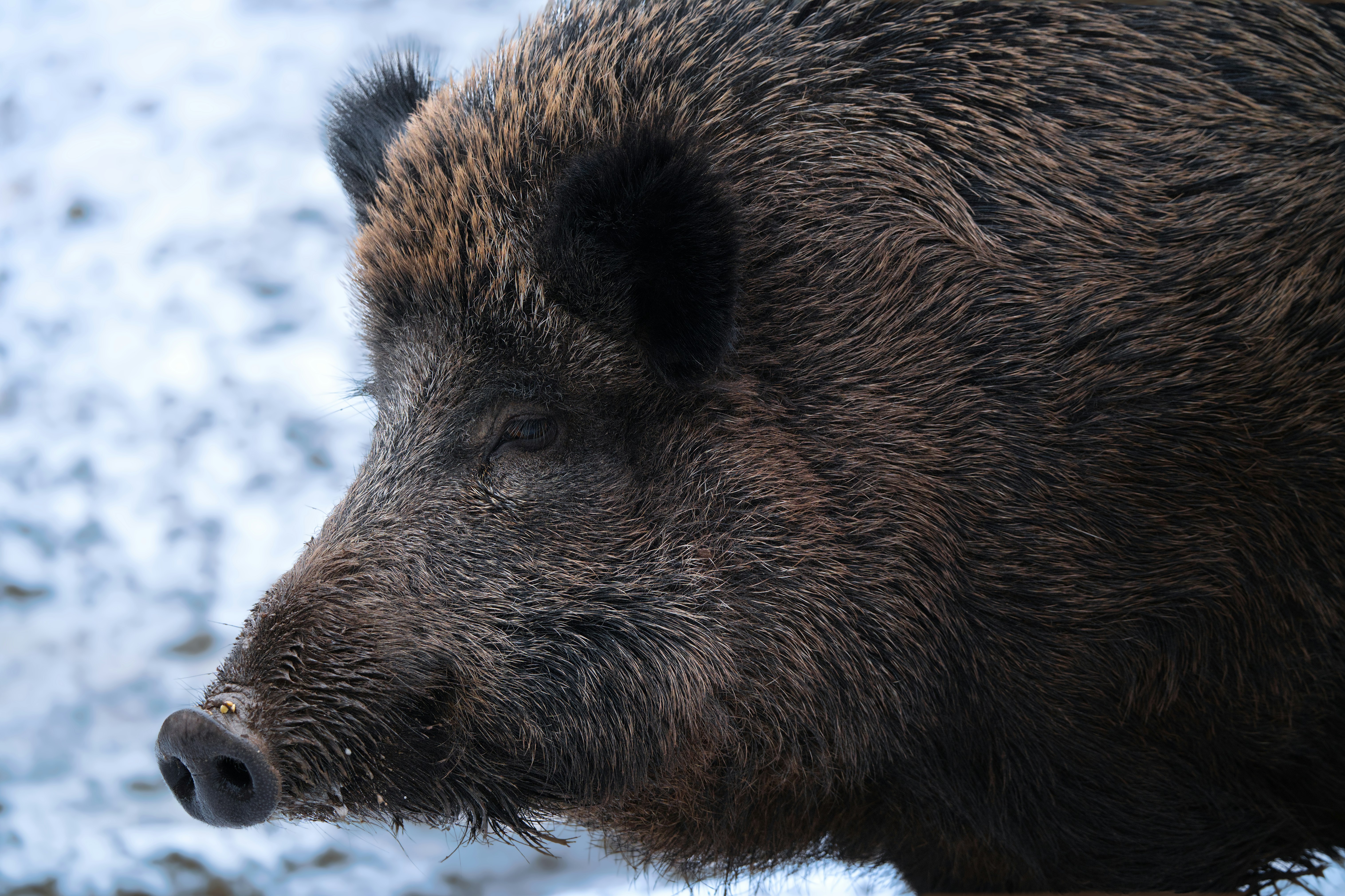 Close-up of a wild boar's head in winter.