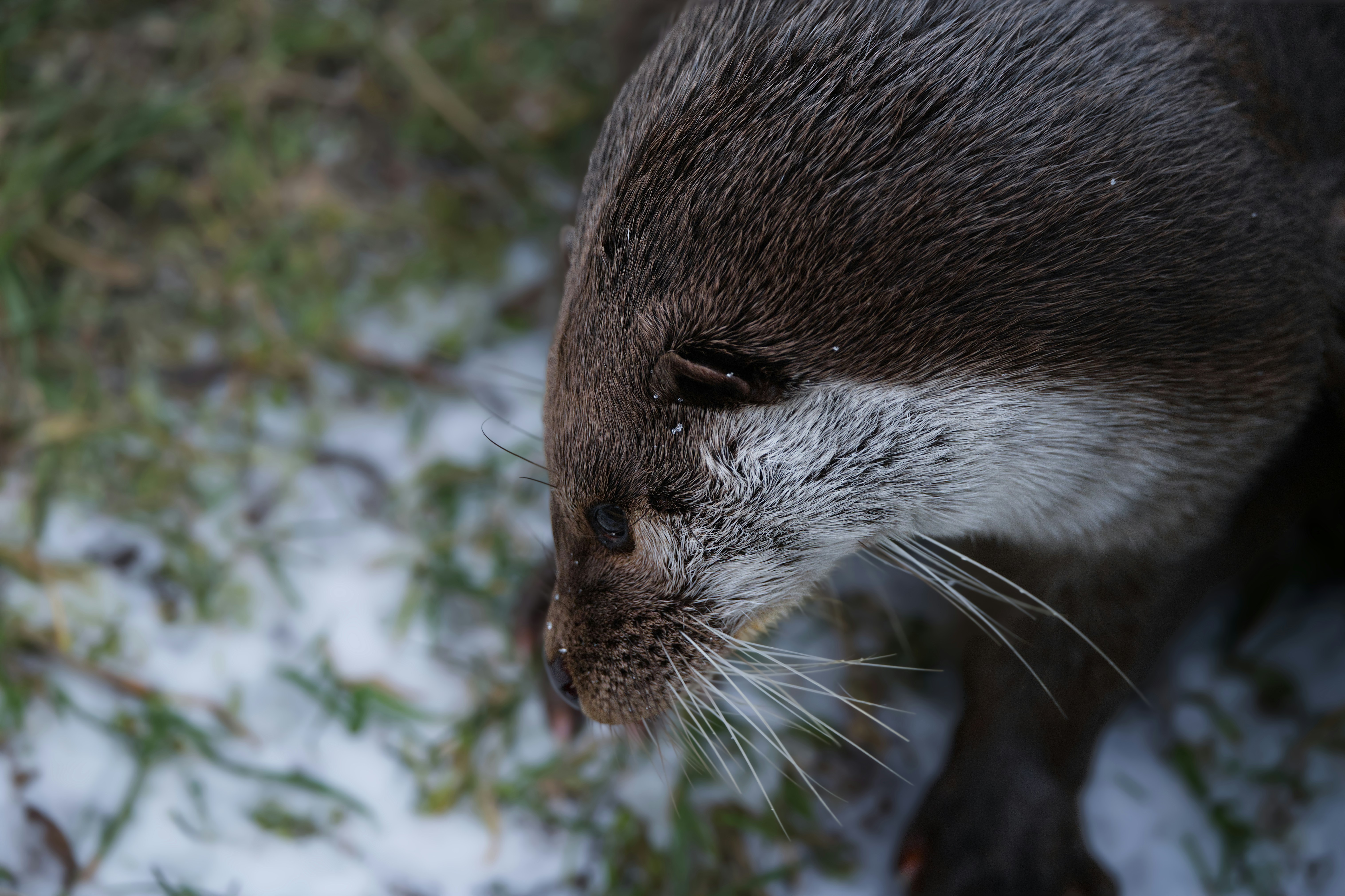 A close-up of an otter's face in the snow