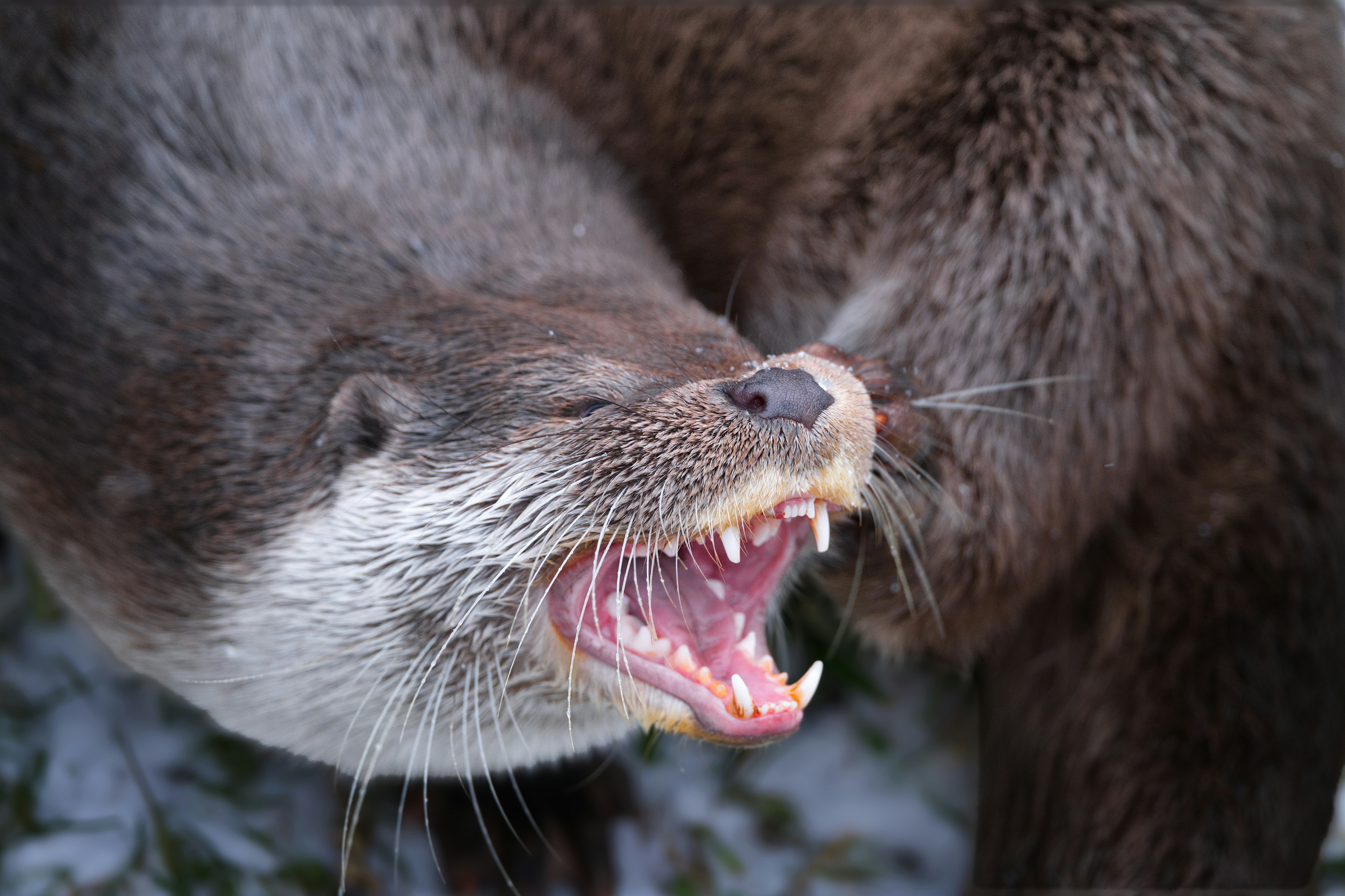 Two otters interacting closely with open mouths