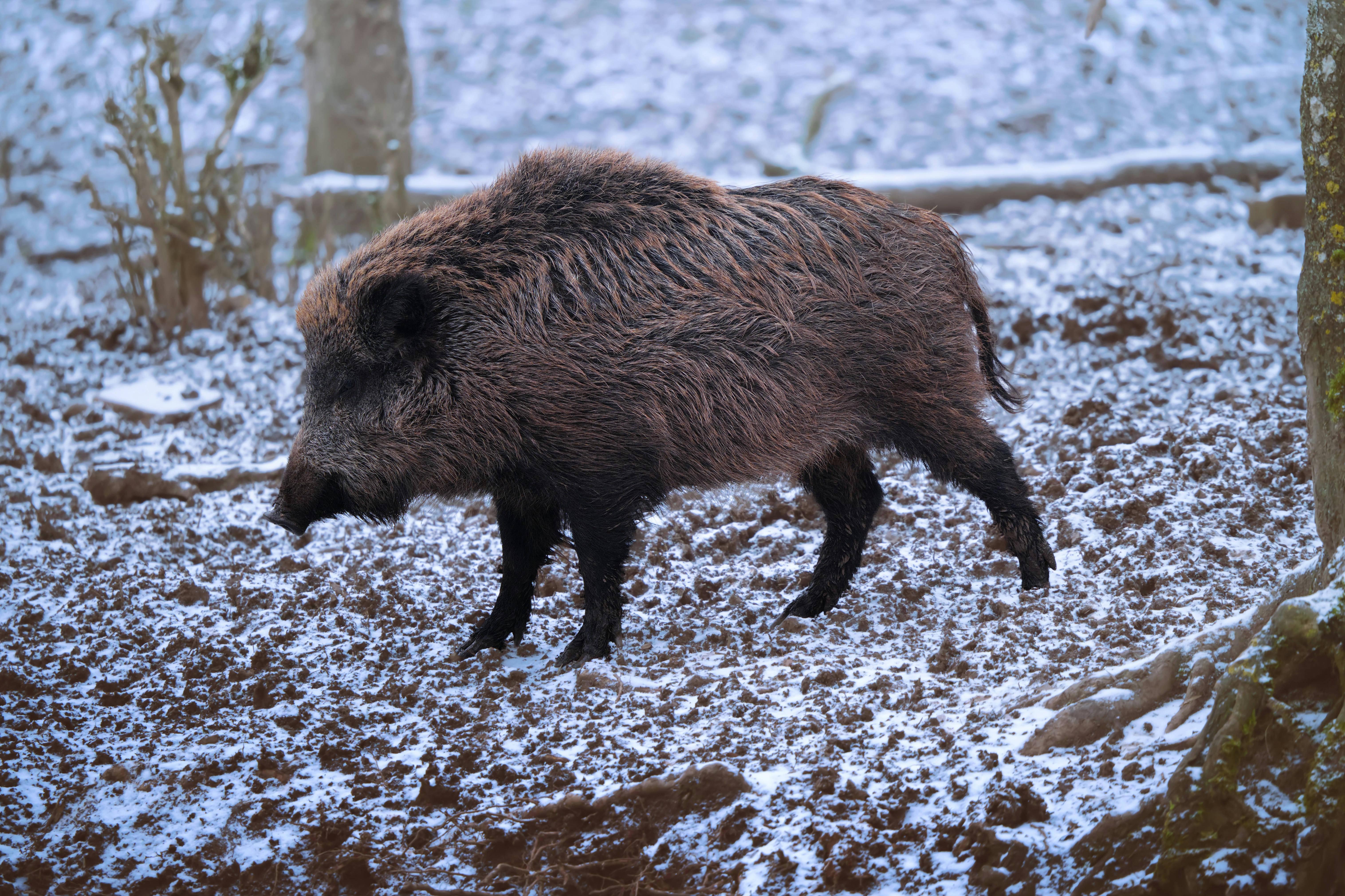 A wild boar walks through a snowy forest.