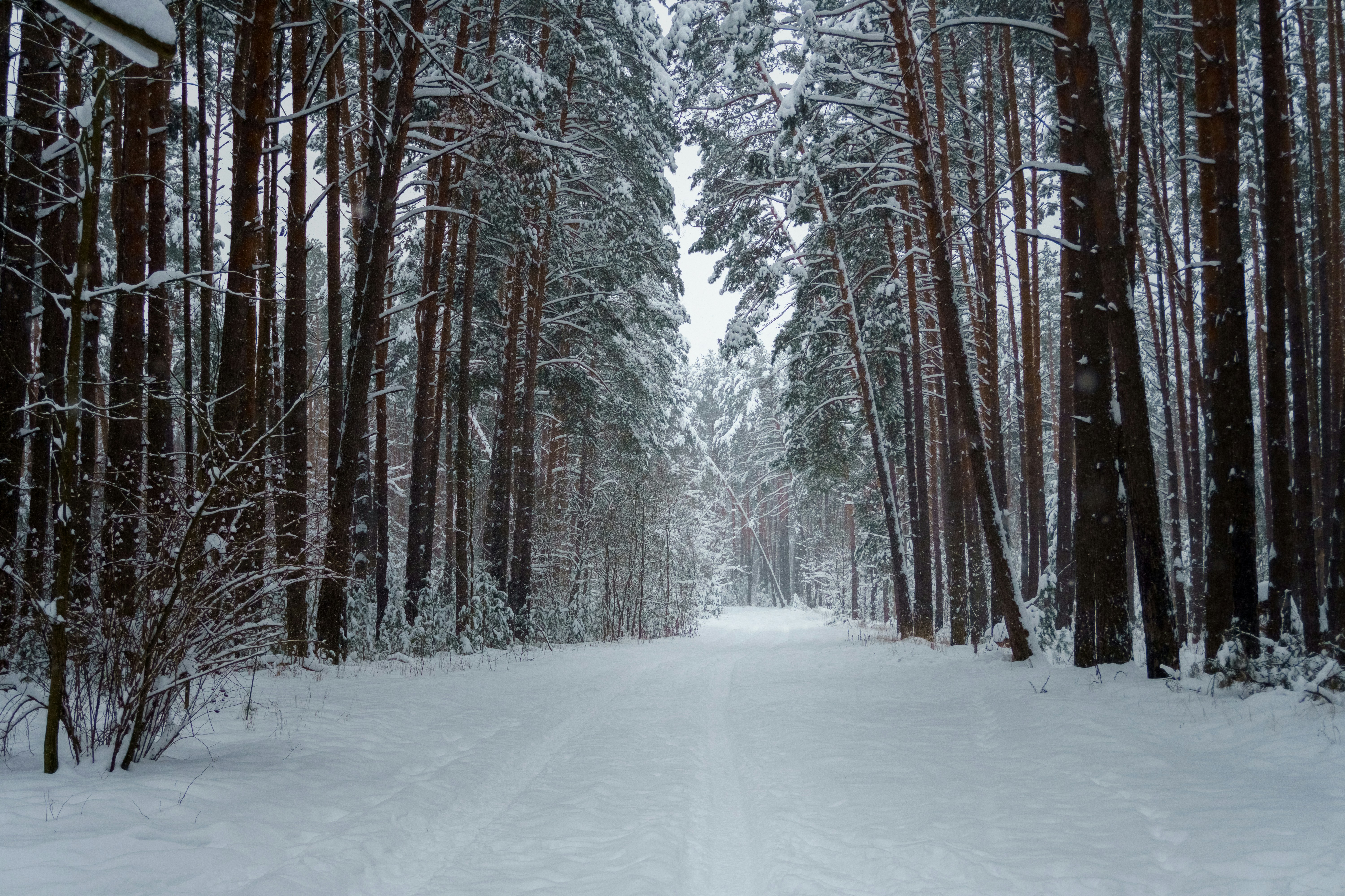 Photo by kulikovnik2