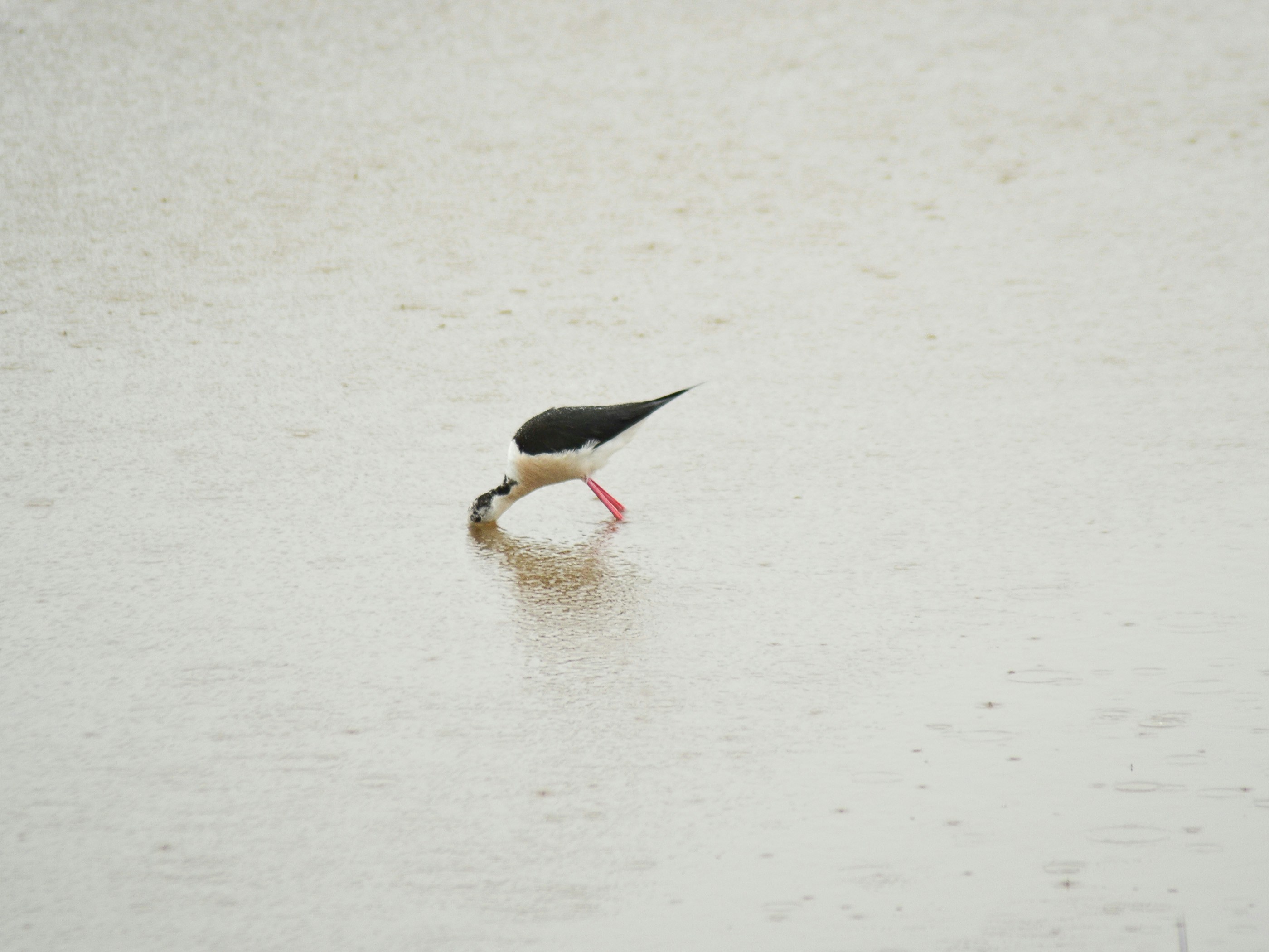 Black and white bird with pink legs foraging in water.