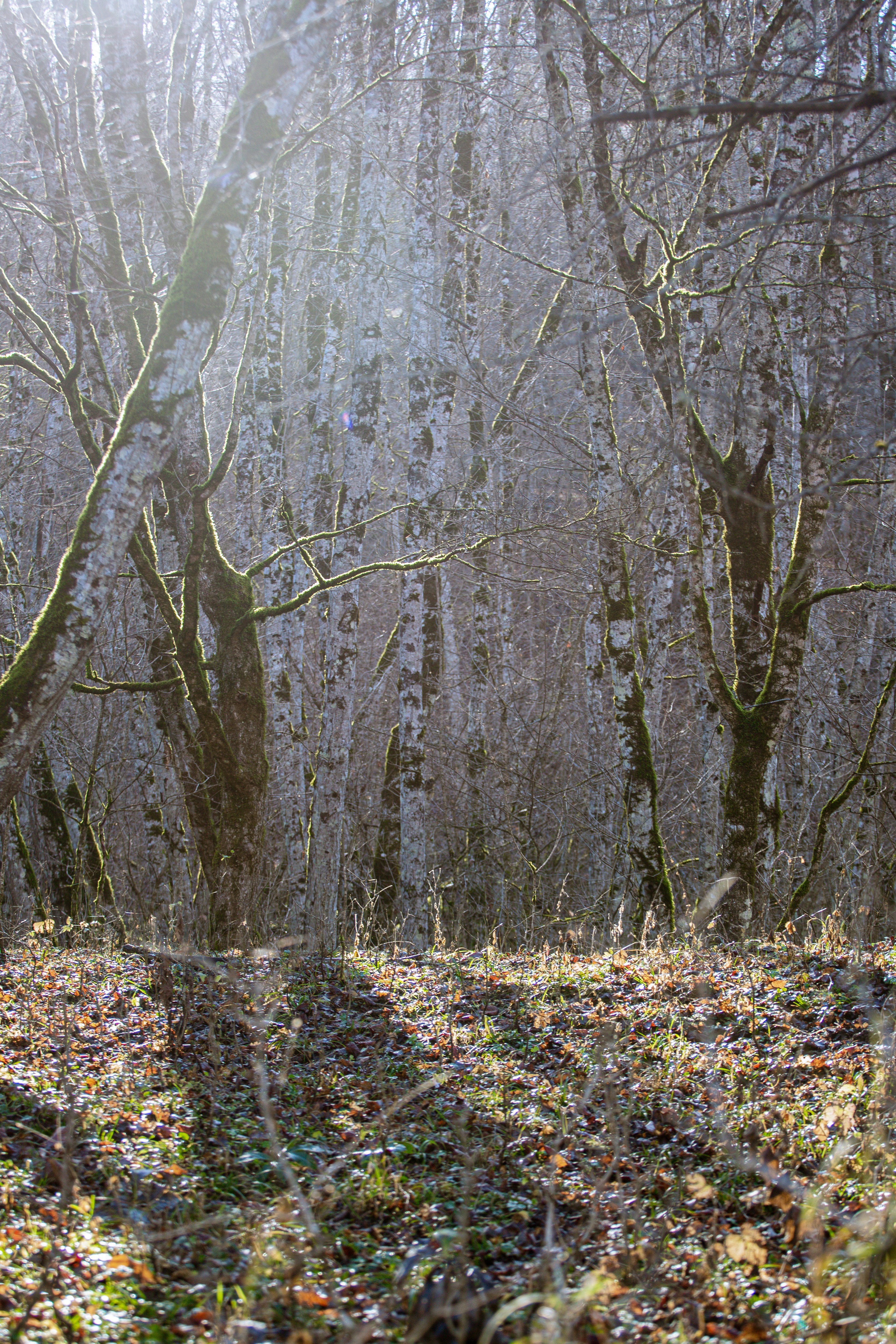 Bare trees in a sunlit forest with fallen leaves