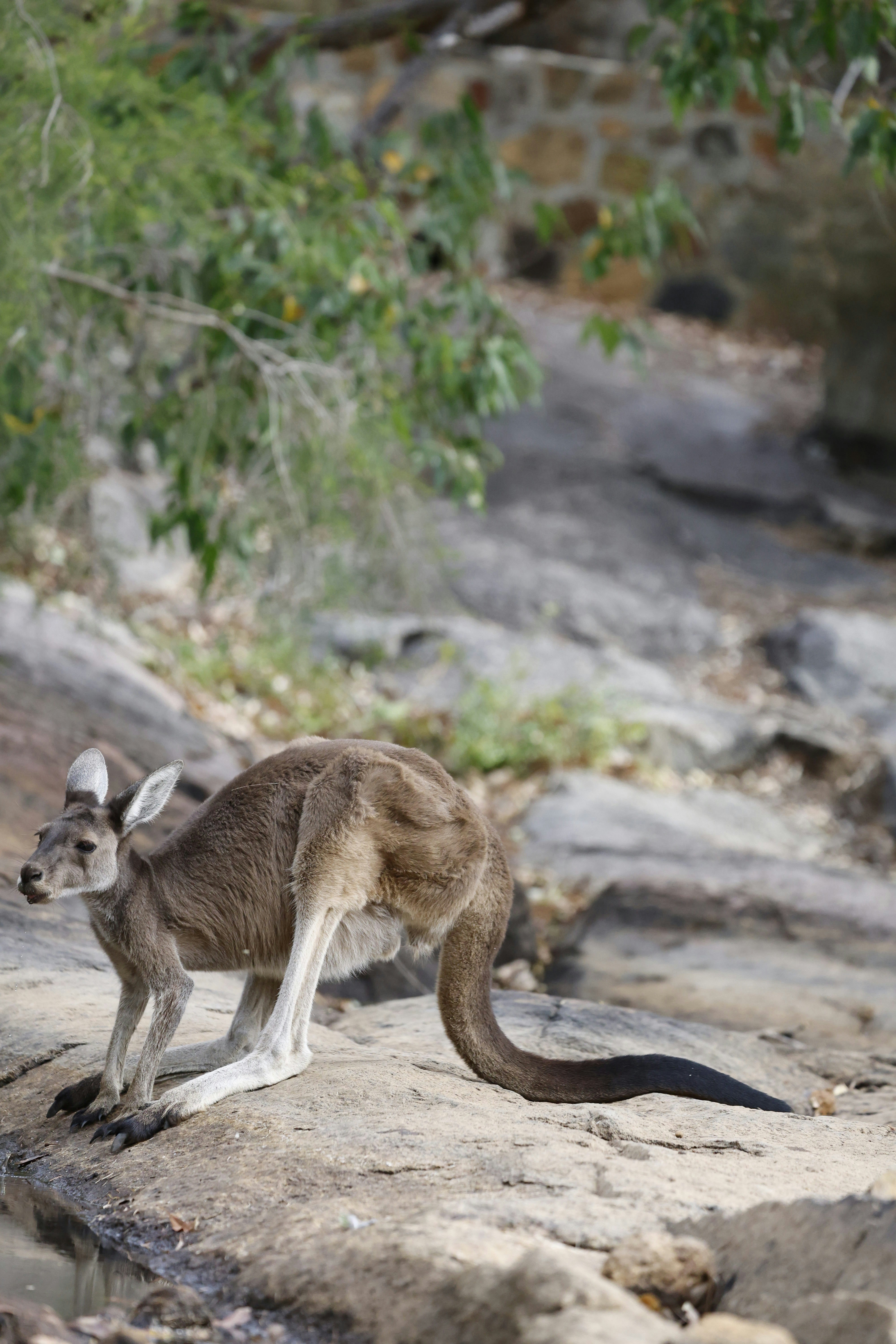 A kangaroo stands on rocky ground near water.