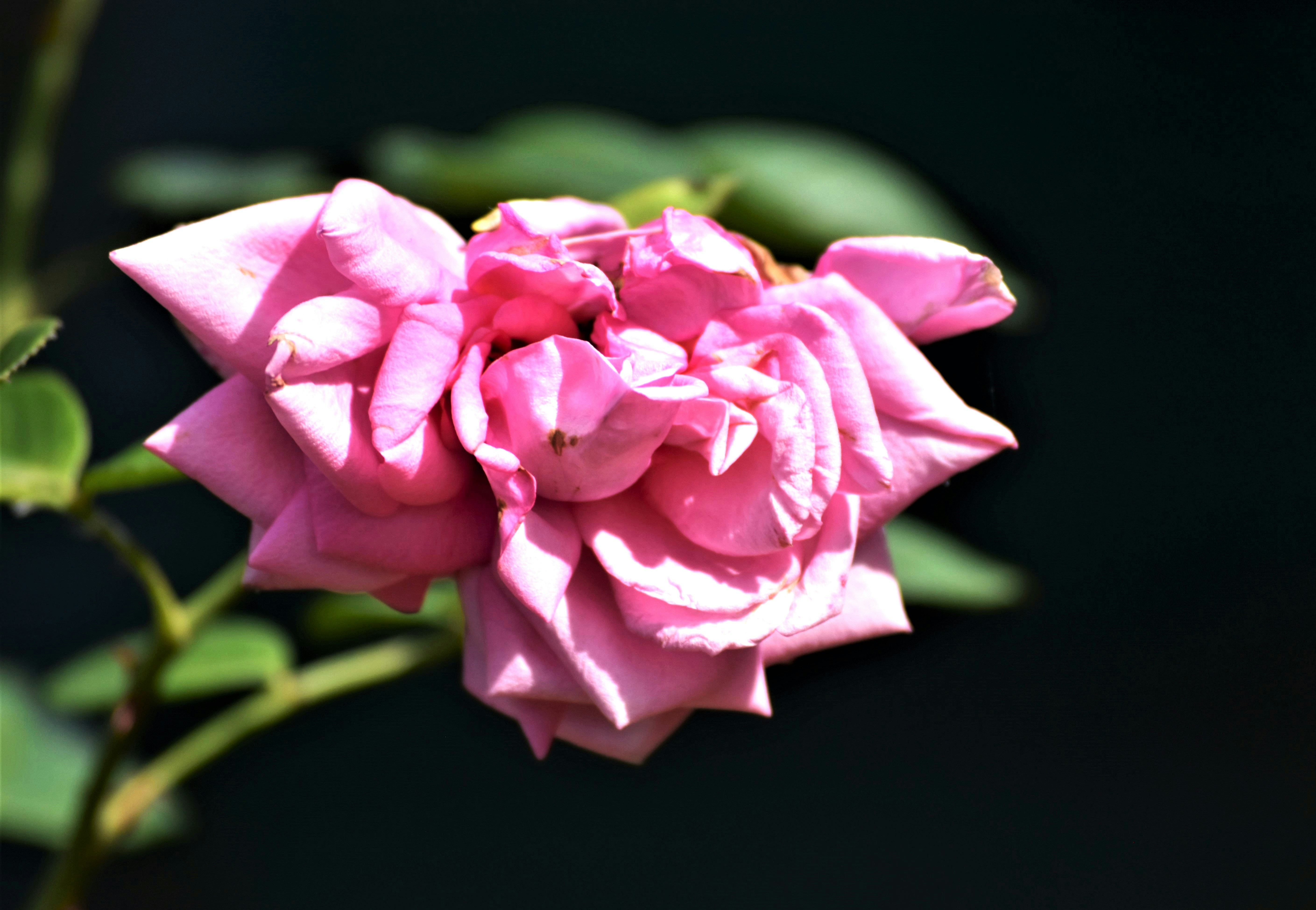 Photo by danielelarosa