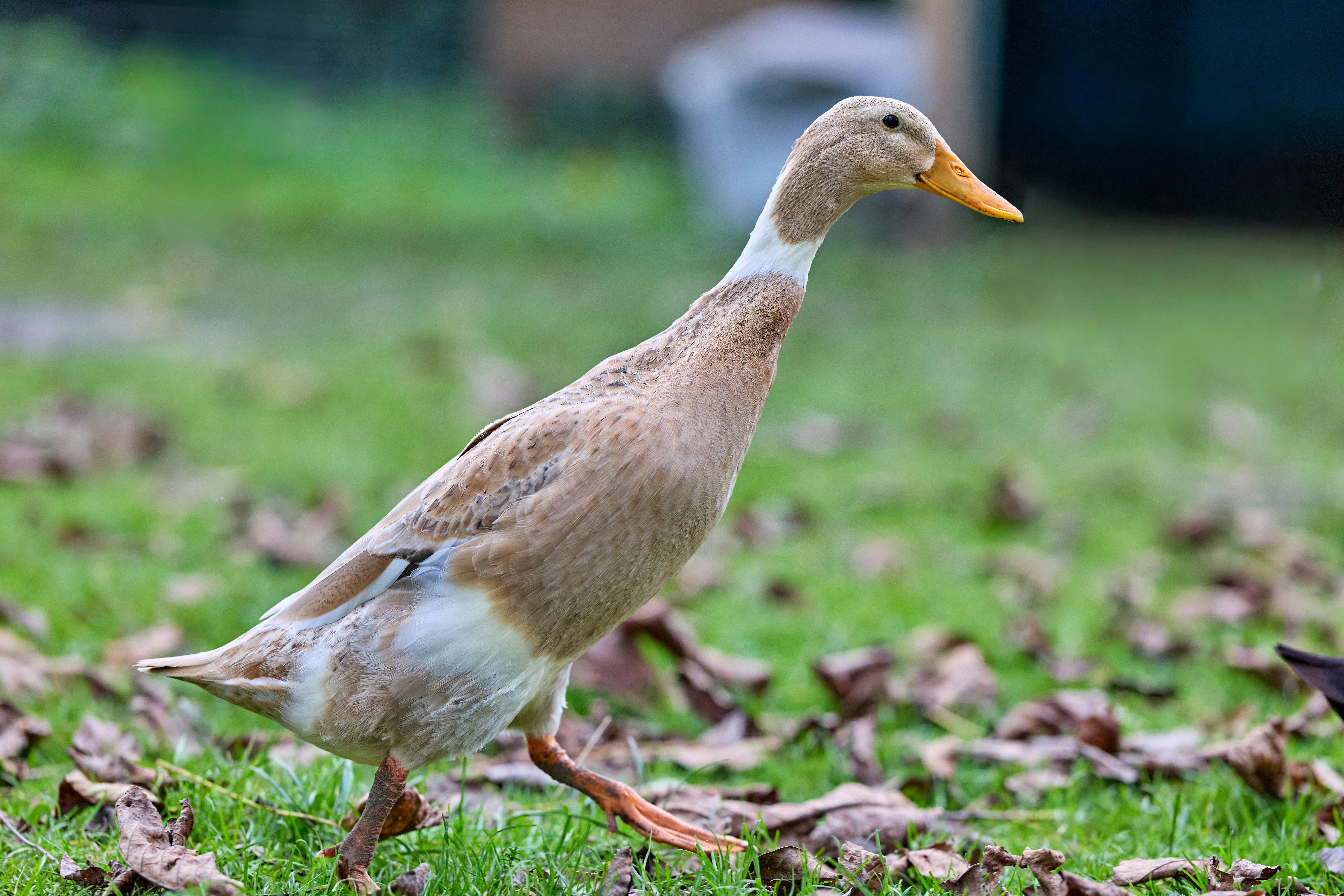 Photo by erwinbosman