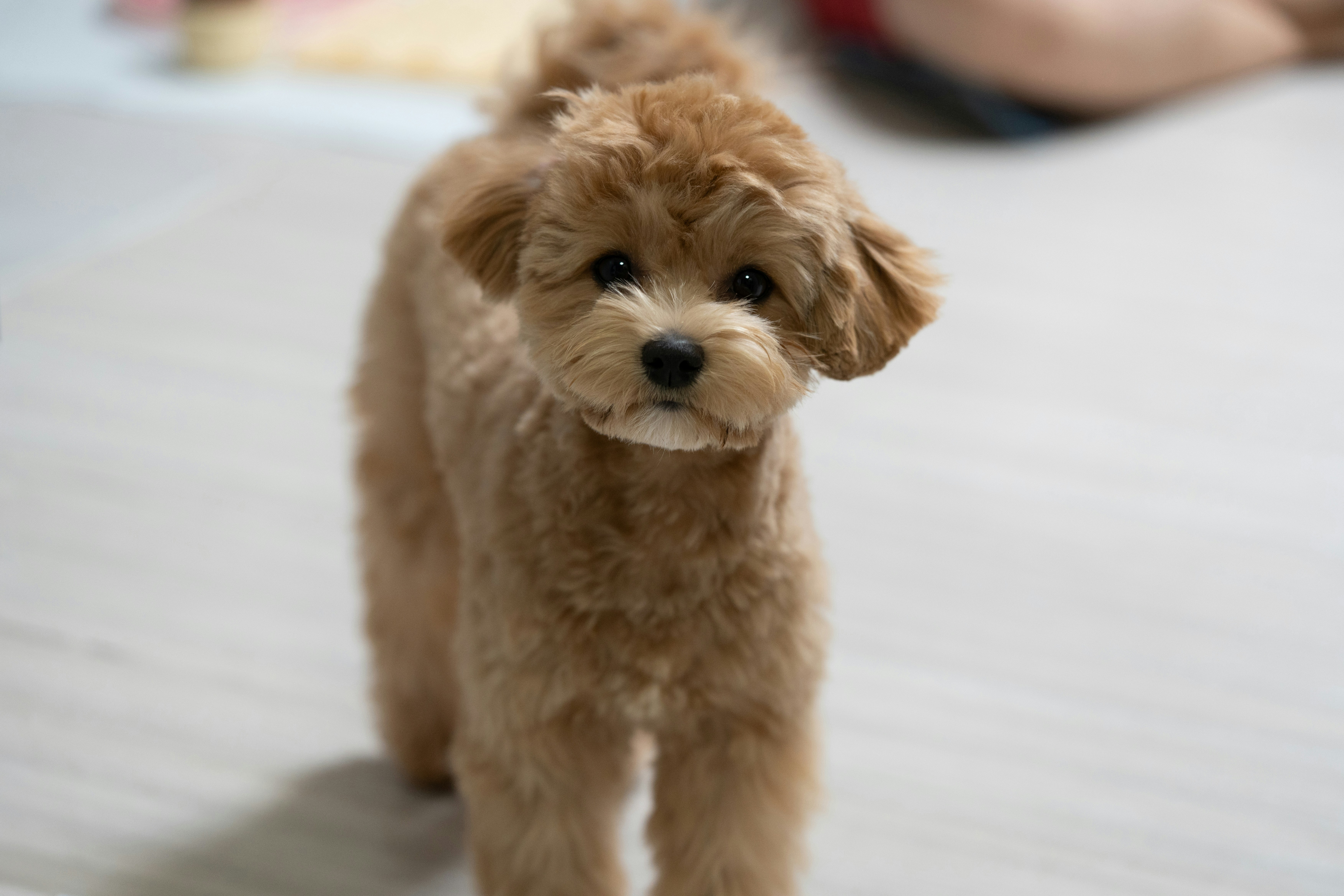 A small, fluffy brown poodle puppy stands on a floor.