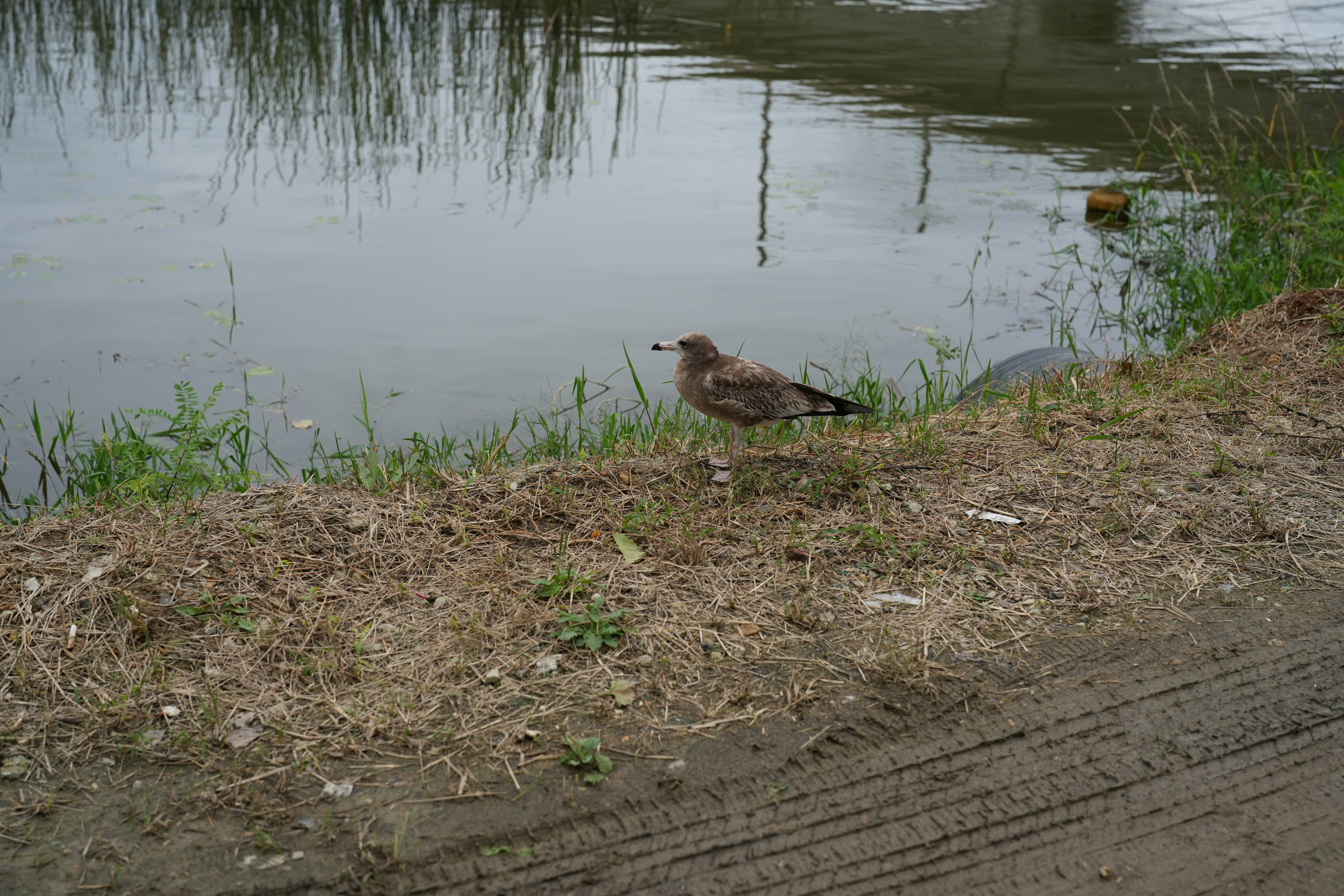 A bird stands by the water's edge.