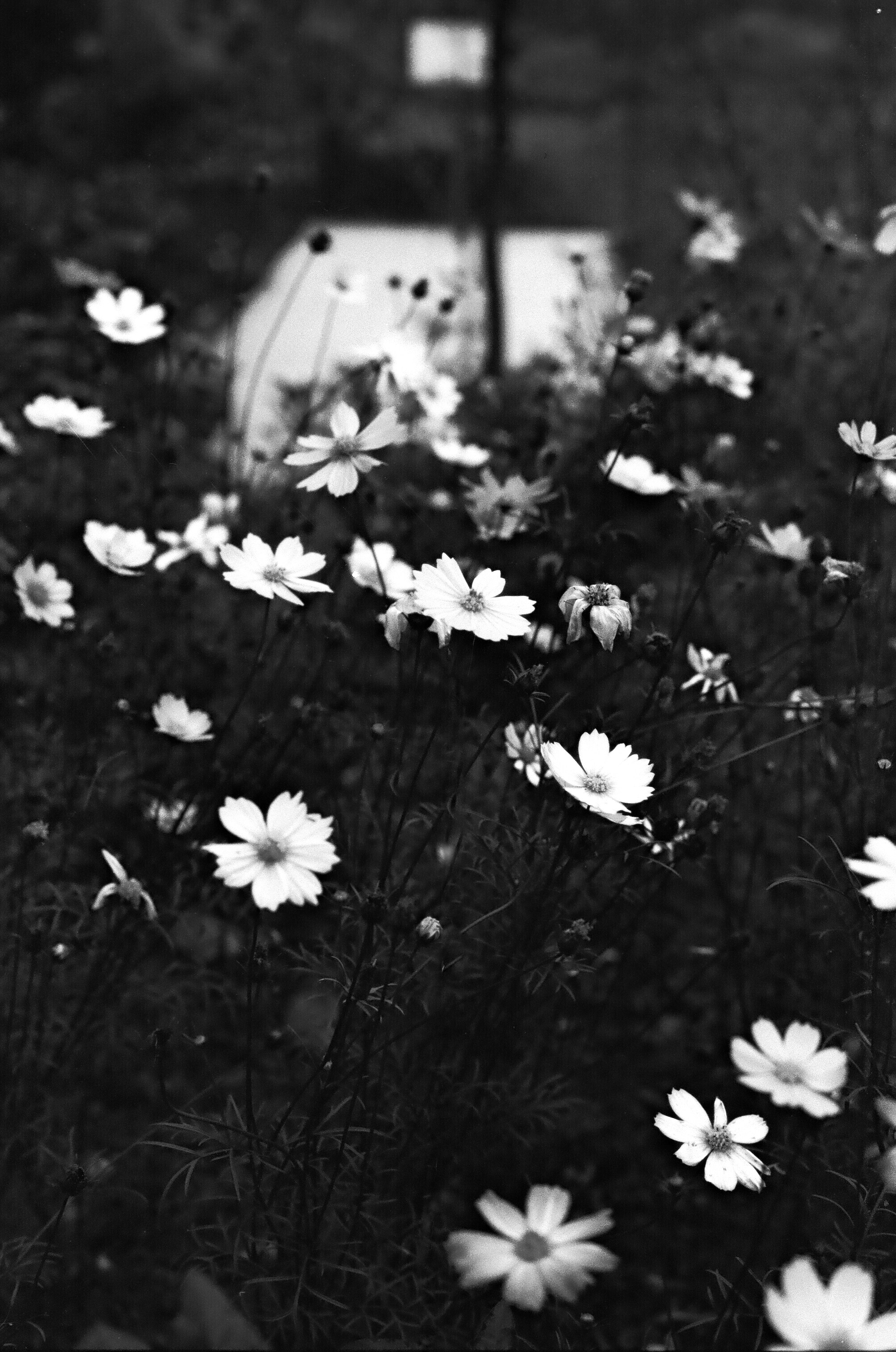 A field of white cosmos flowers in bloom.