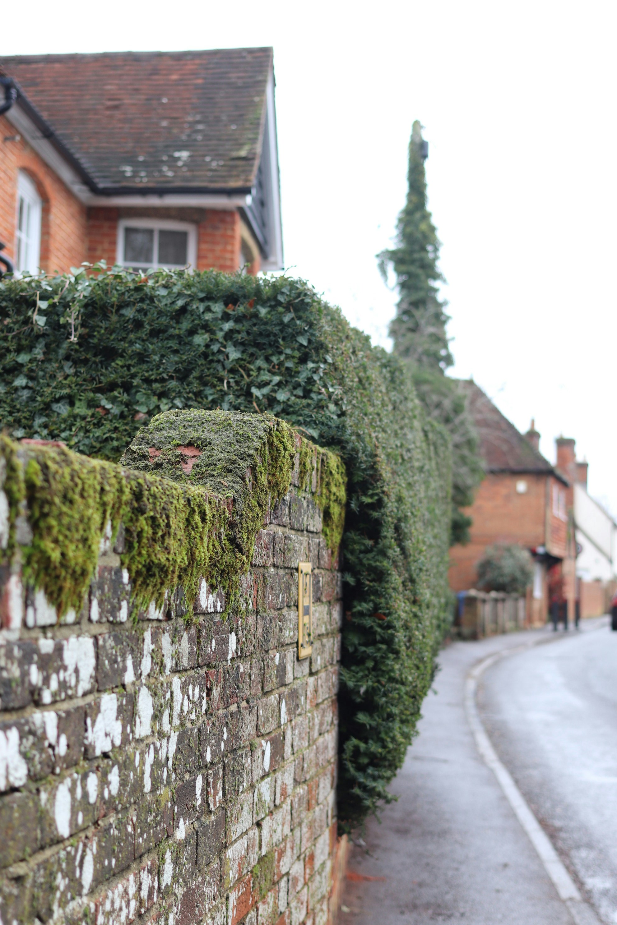 Mossy brick wall beside a manicured hedge